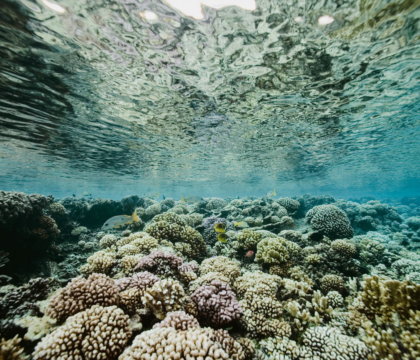 Le paradis sous marin de Fakarava