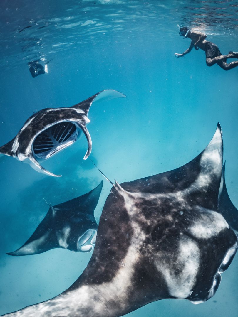 Wie sanfte Riesen gleiten Mantas durch das Wasser.
