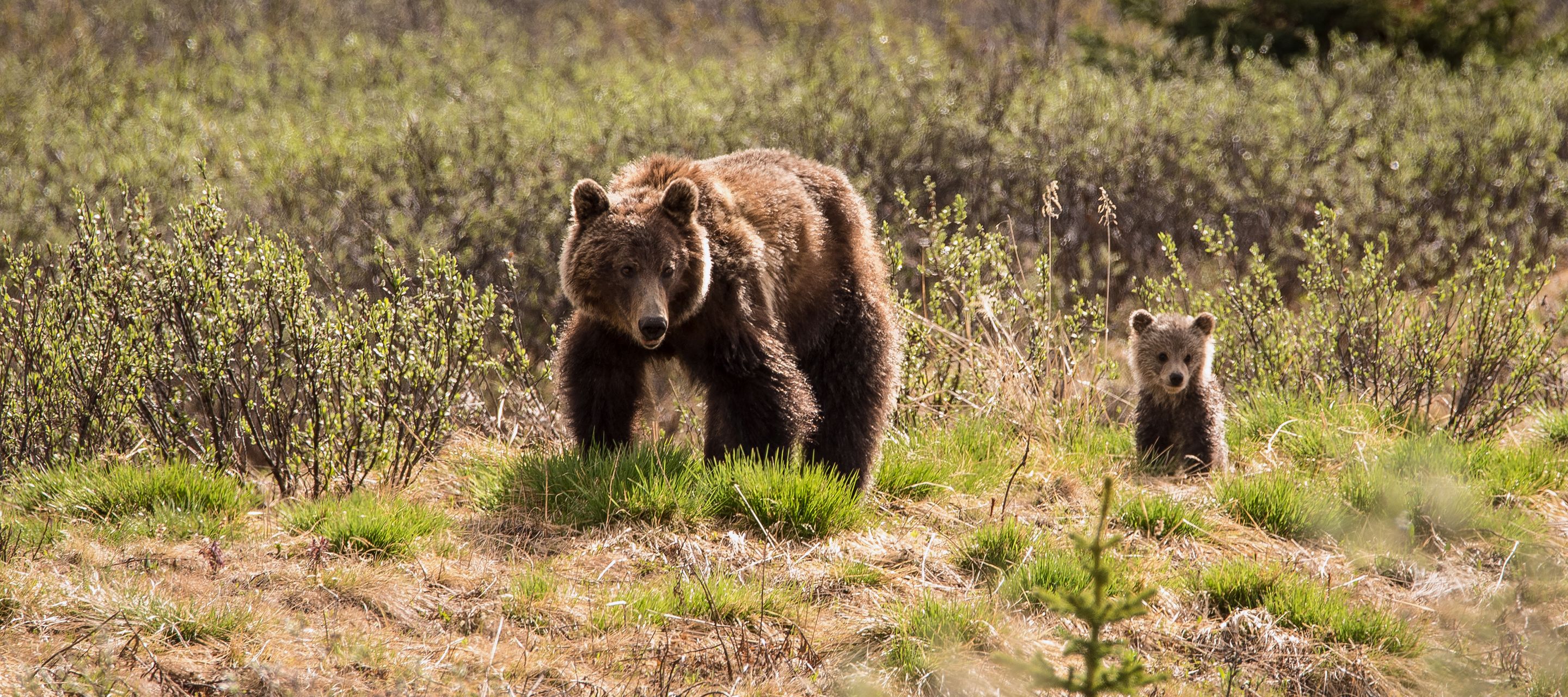 Bär im Jasper NP