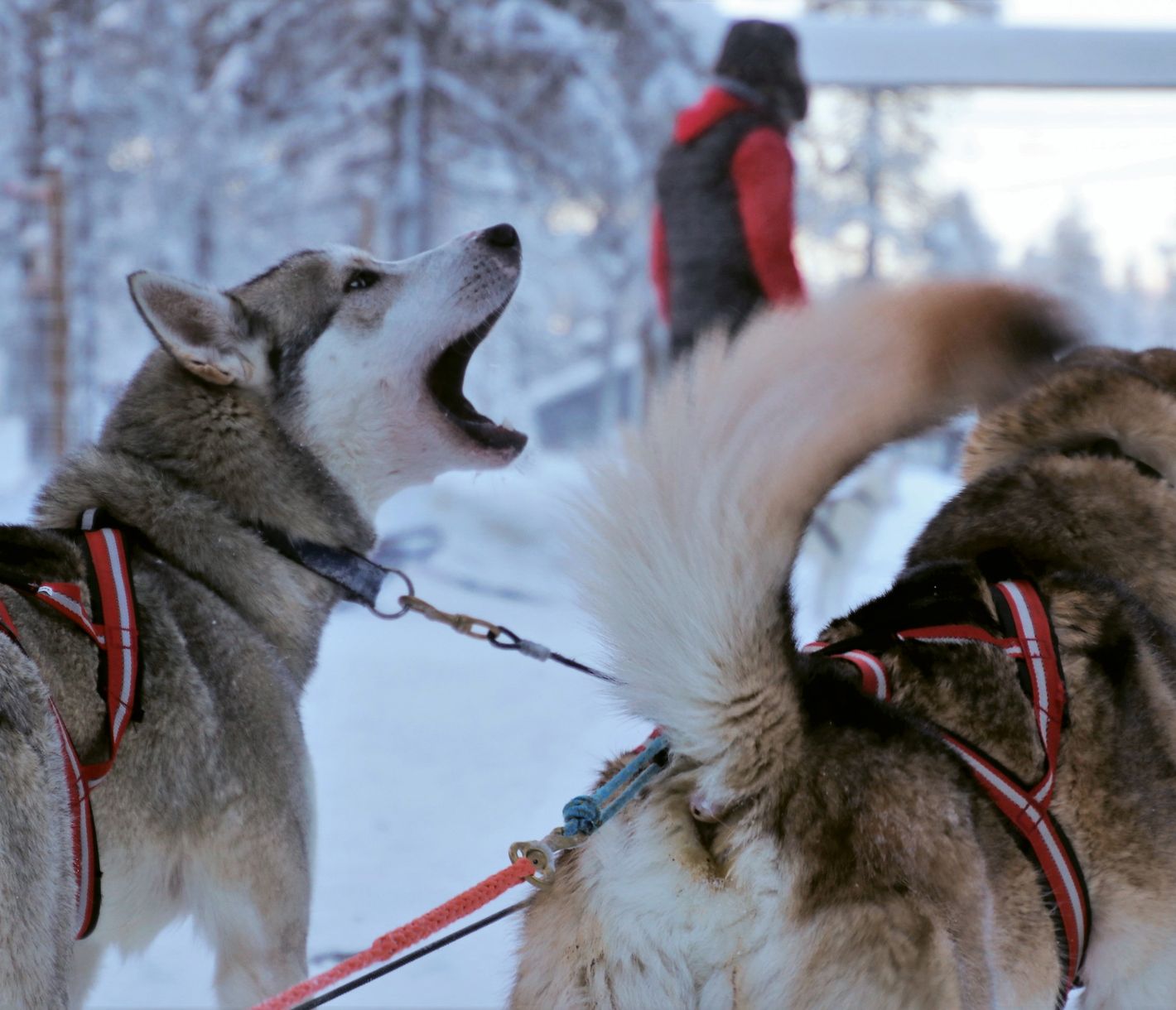 Die Hunde lieben es, die Schlitten durch den Schnee zu ziehen.