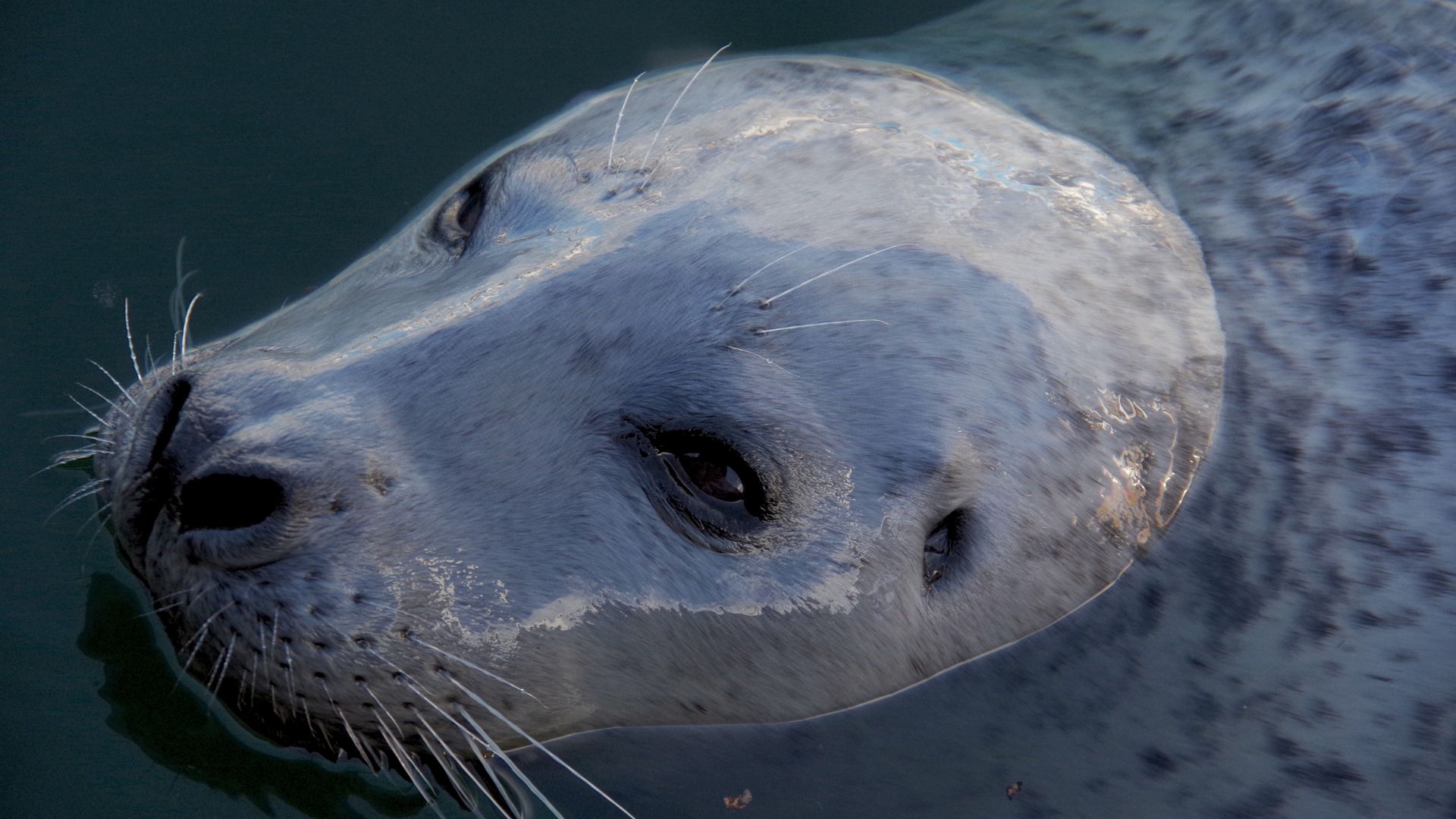 Seehunde an der Fisherman's Wharf
