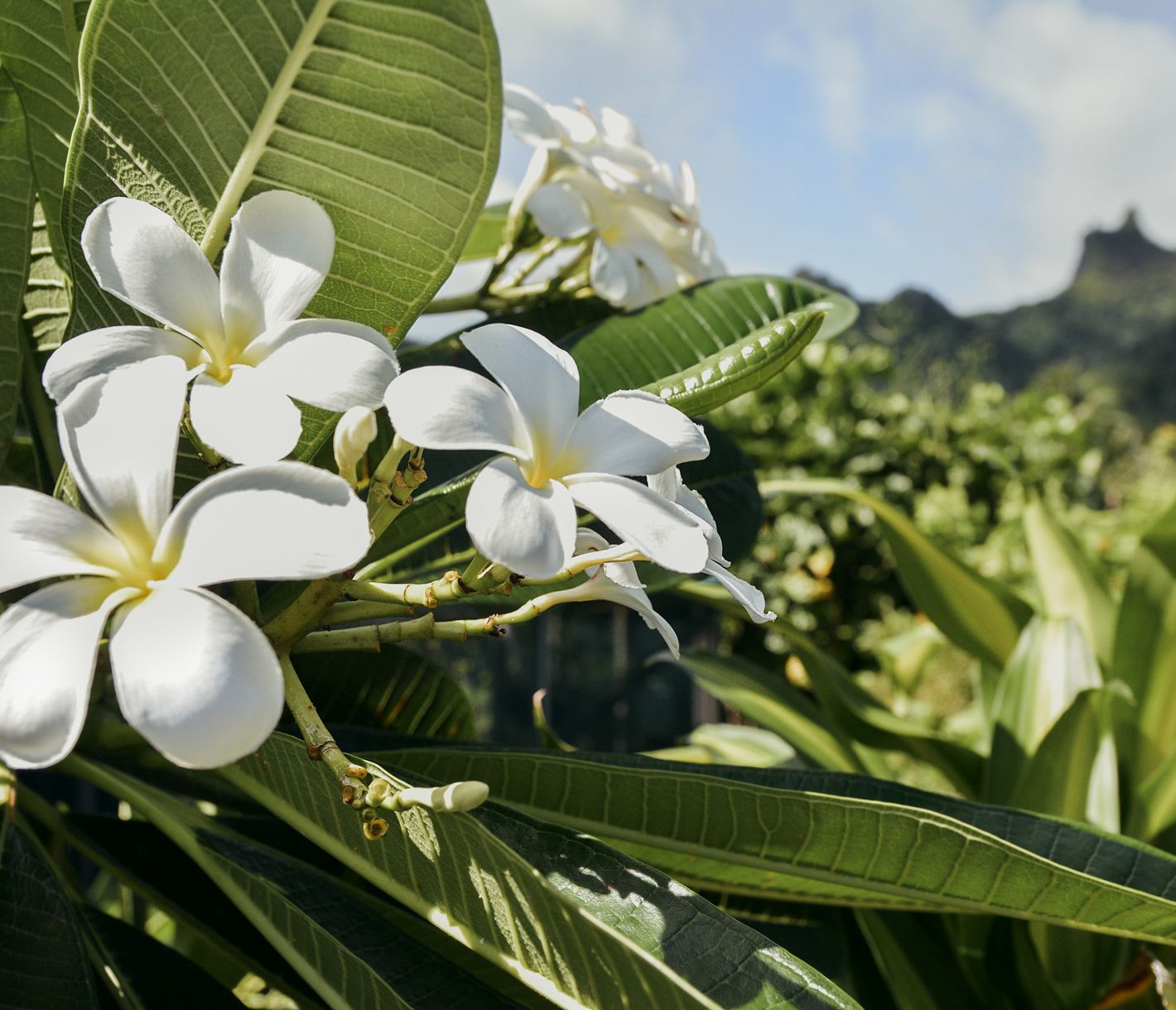 Blumenparadies Südsee