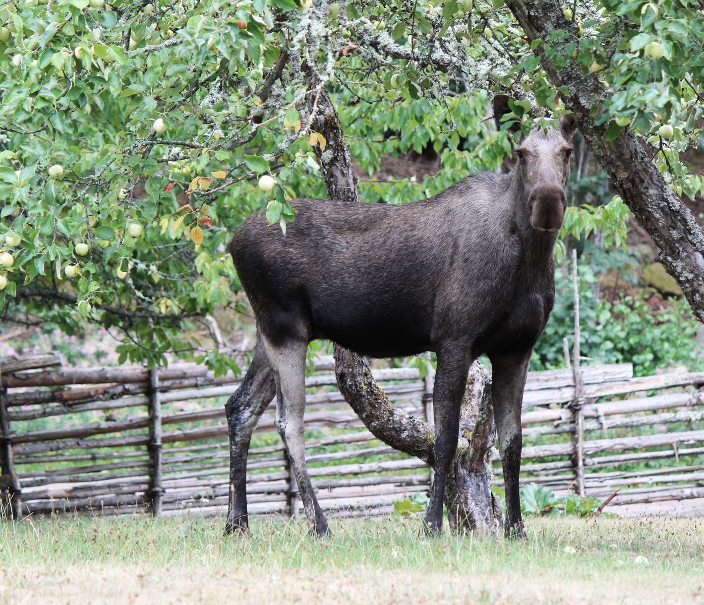 Auf der Wildsafari sehen Sie mit etwas Glück sogar den König der schwedischen Wälder.