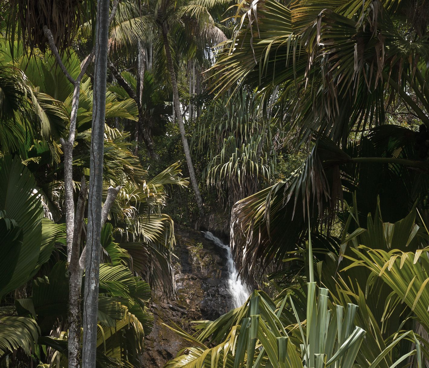 Wasserfall im tropischen Palmenwald des Vallée de Mai auf Praslin