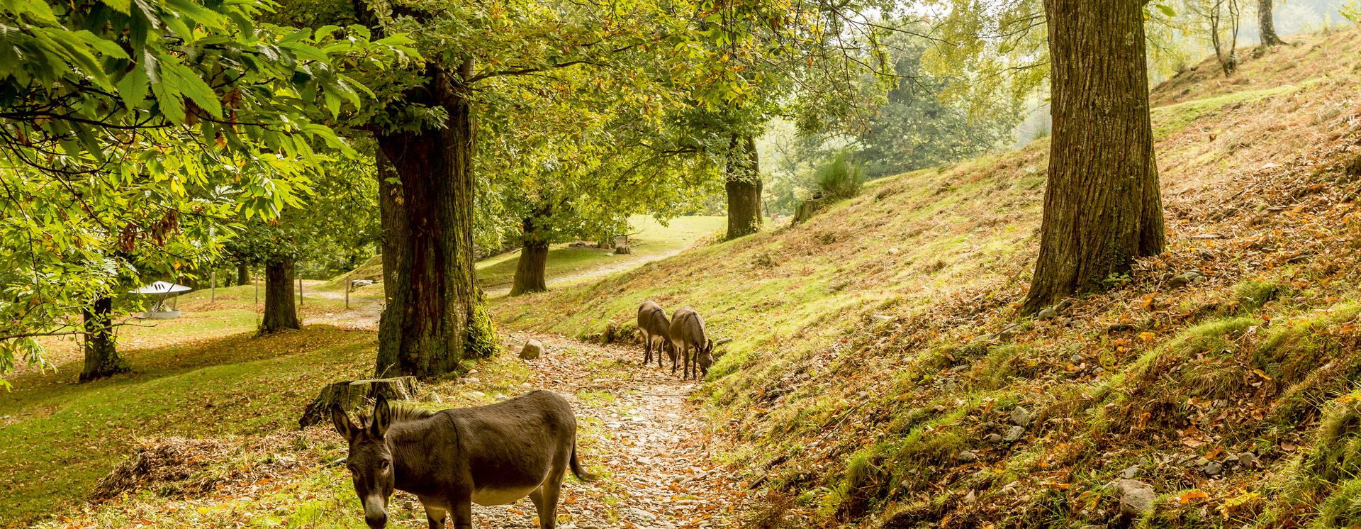 Faire du randonnée en Malcantone © Schweiz Tourismus / Jan Geerk