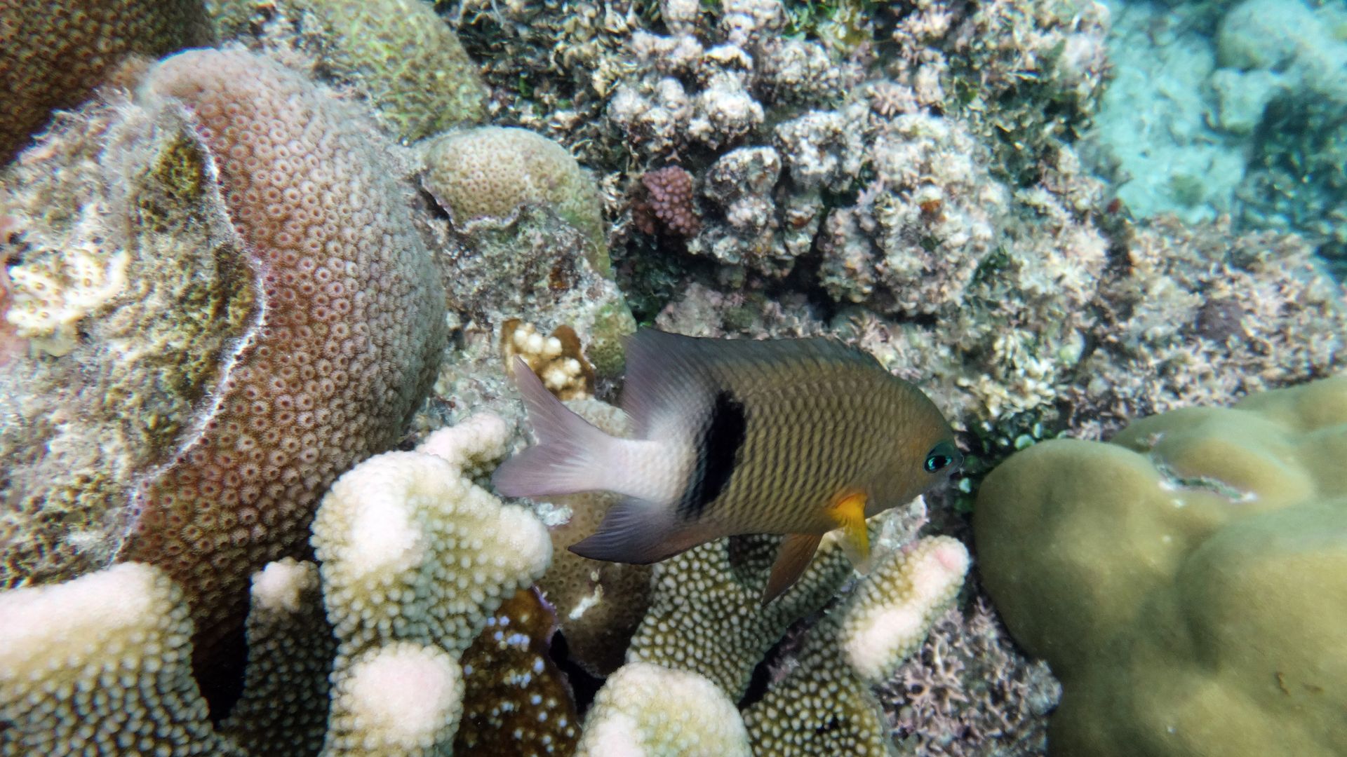 Paradies unter Wasser