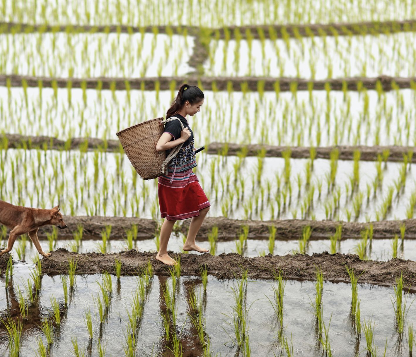 Impossible de traverser la Thaïlande sans admirer le vert des rizières !