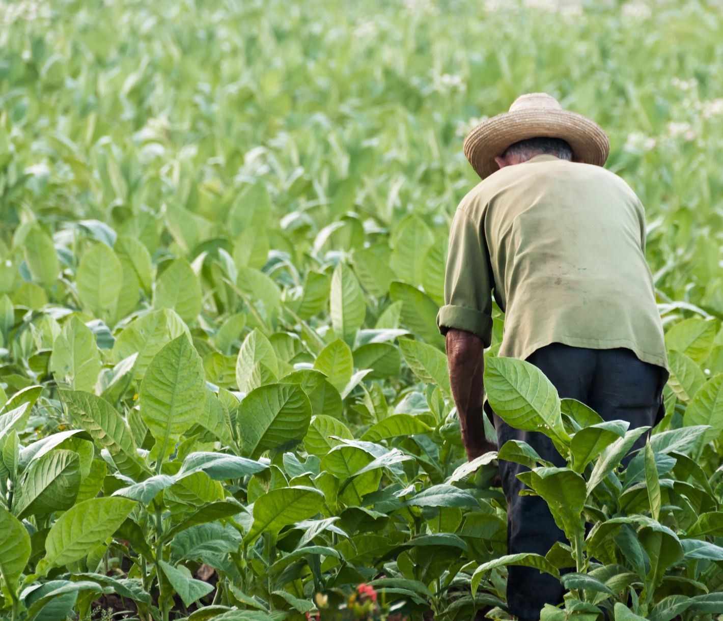 Der «beste Tabak der Welt»
