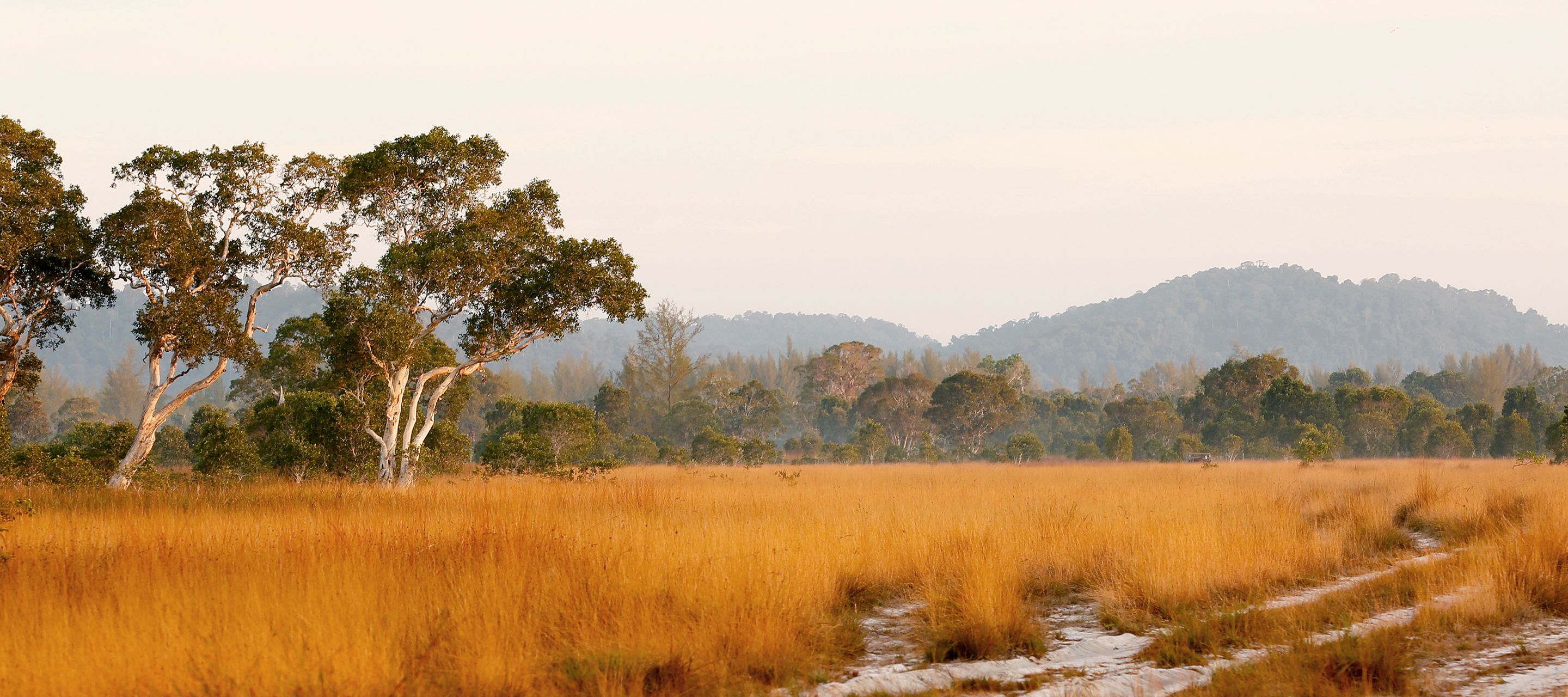 Outside of Africa – die Savannenlandschaft der Insel Koh Phra Thong