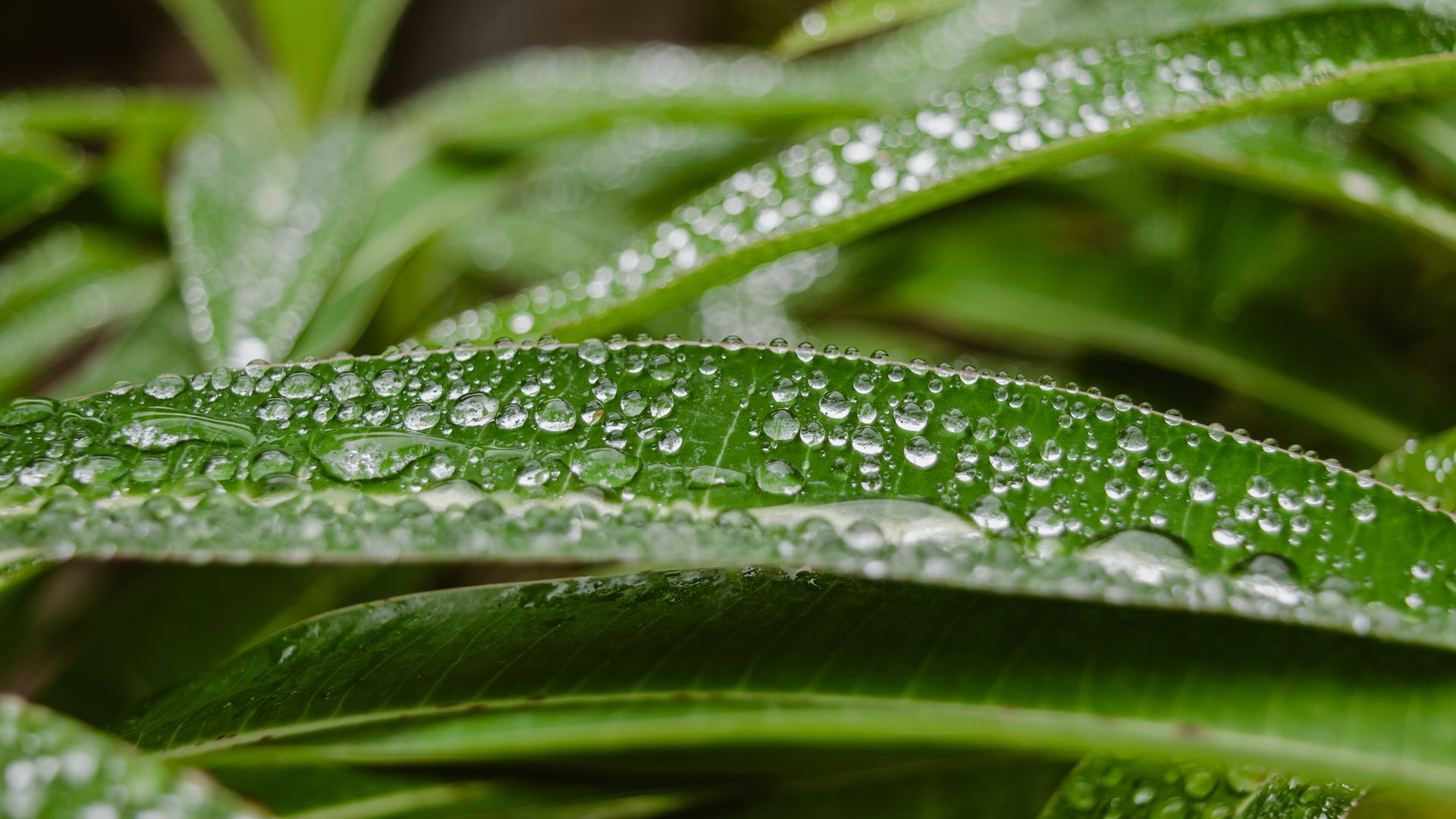 Wassertropfen perlen von Blättern ab.