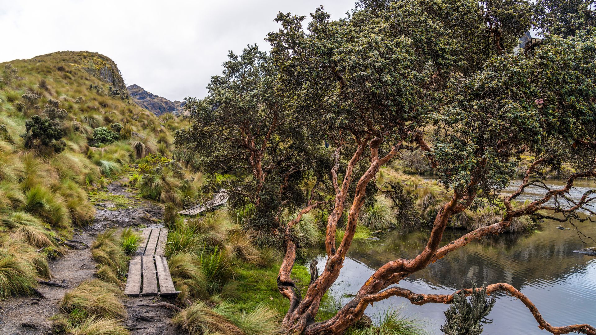 Dem Wasser entlang im Cajas-Nationalpark