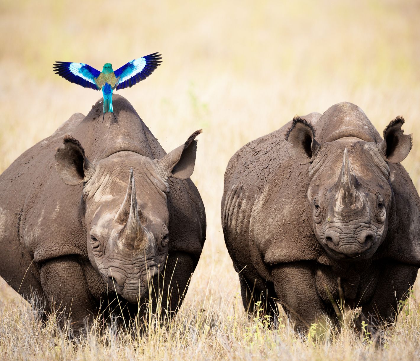 Zwei Spitzmaulnashörner werden von einer farbigen Gabelracke begleitet.