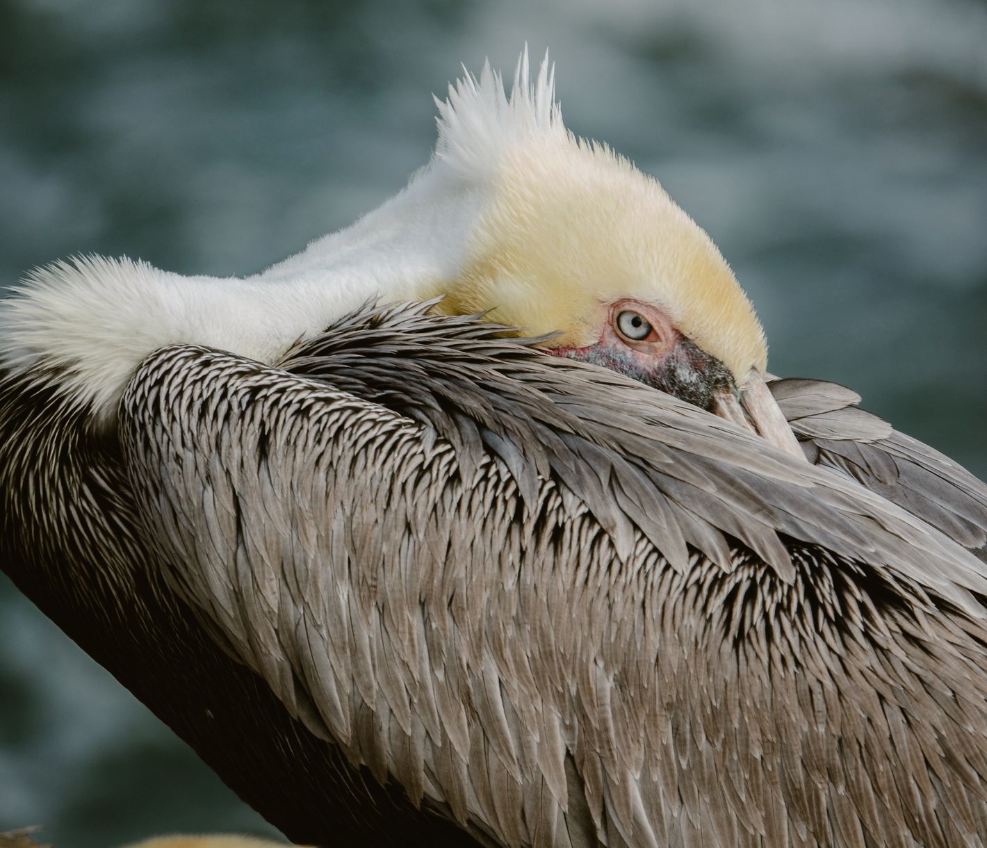Braunpelikane treffen Sie an der kalifornischen Küste immer wieder an.