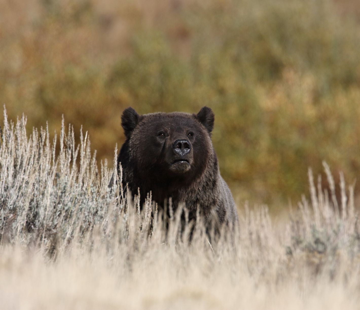 Entdecken Sie die artenreiche Tierwelt und erblicken Sie mit etwas Glück einen Bären.