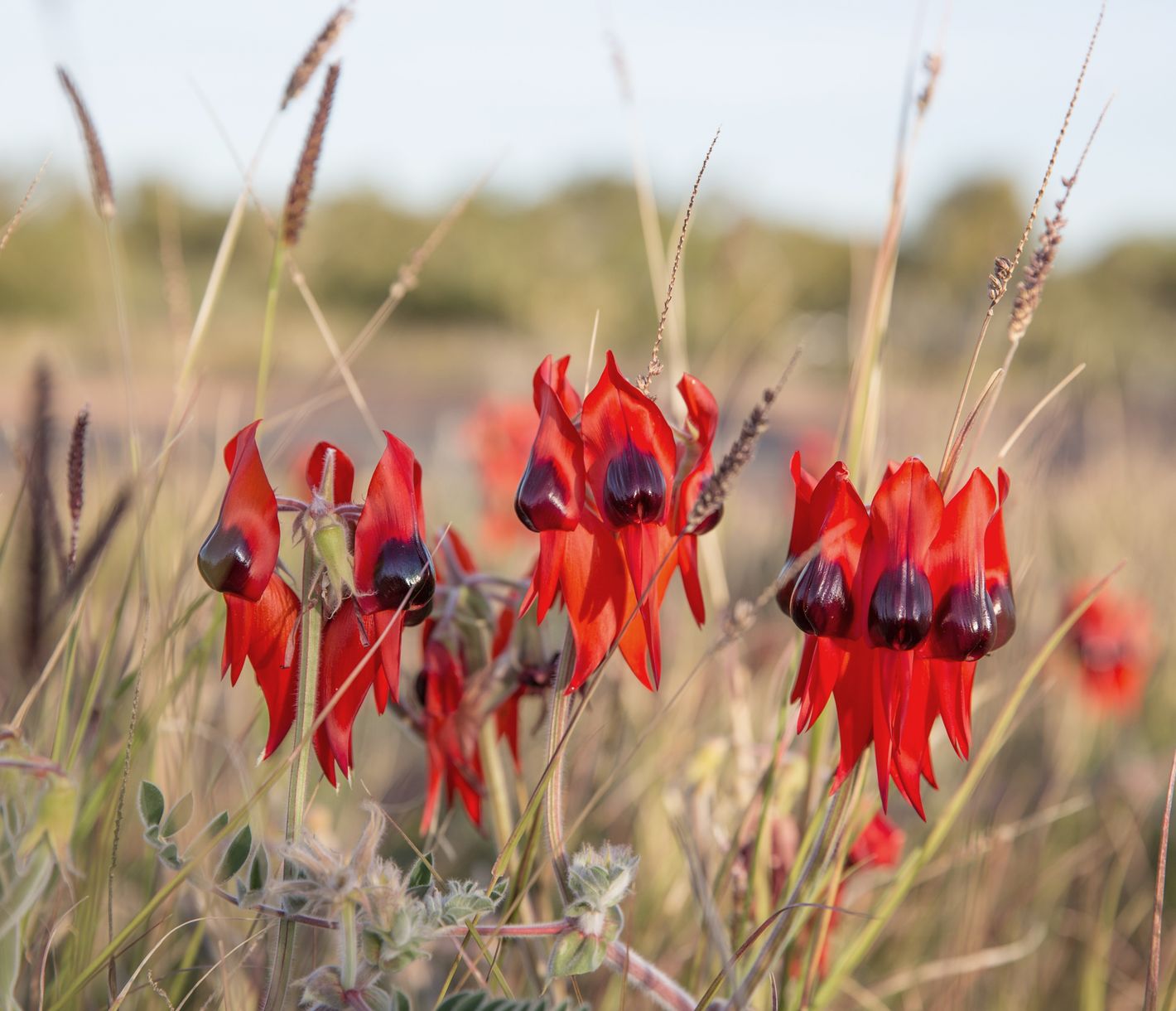 Sturt's Desert Pea