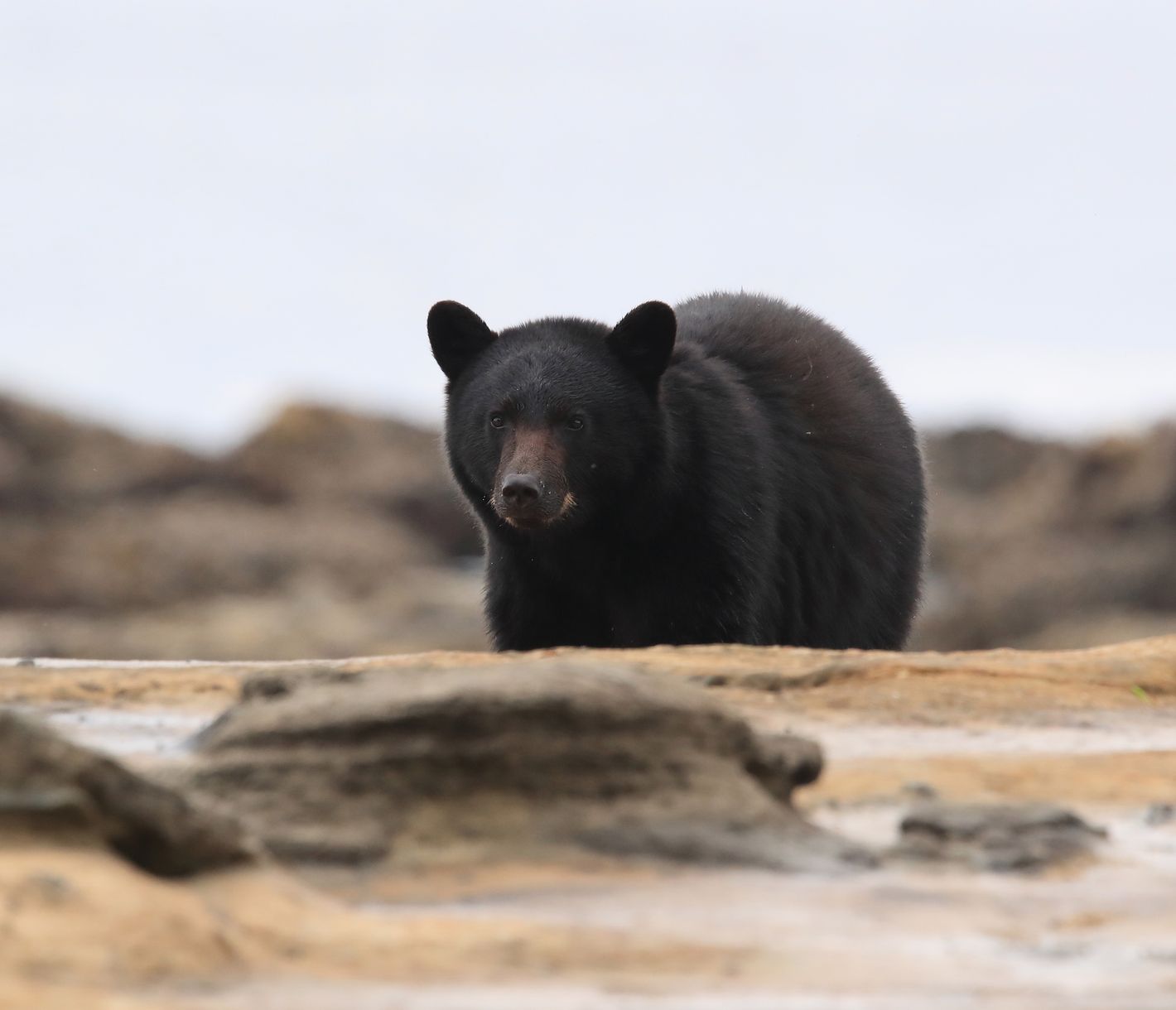 Schwarzbär auf Krabbensuche