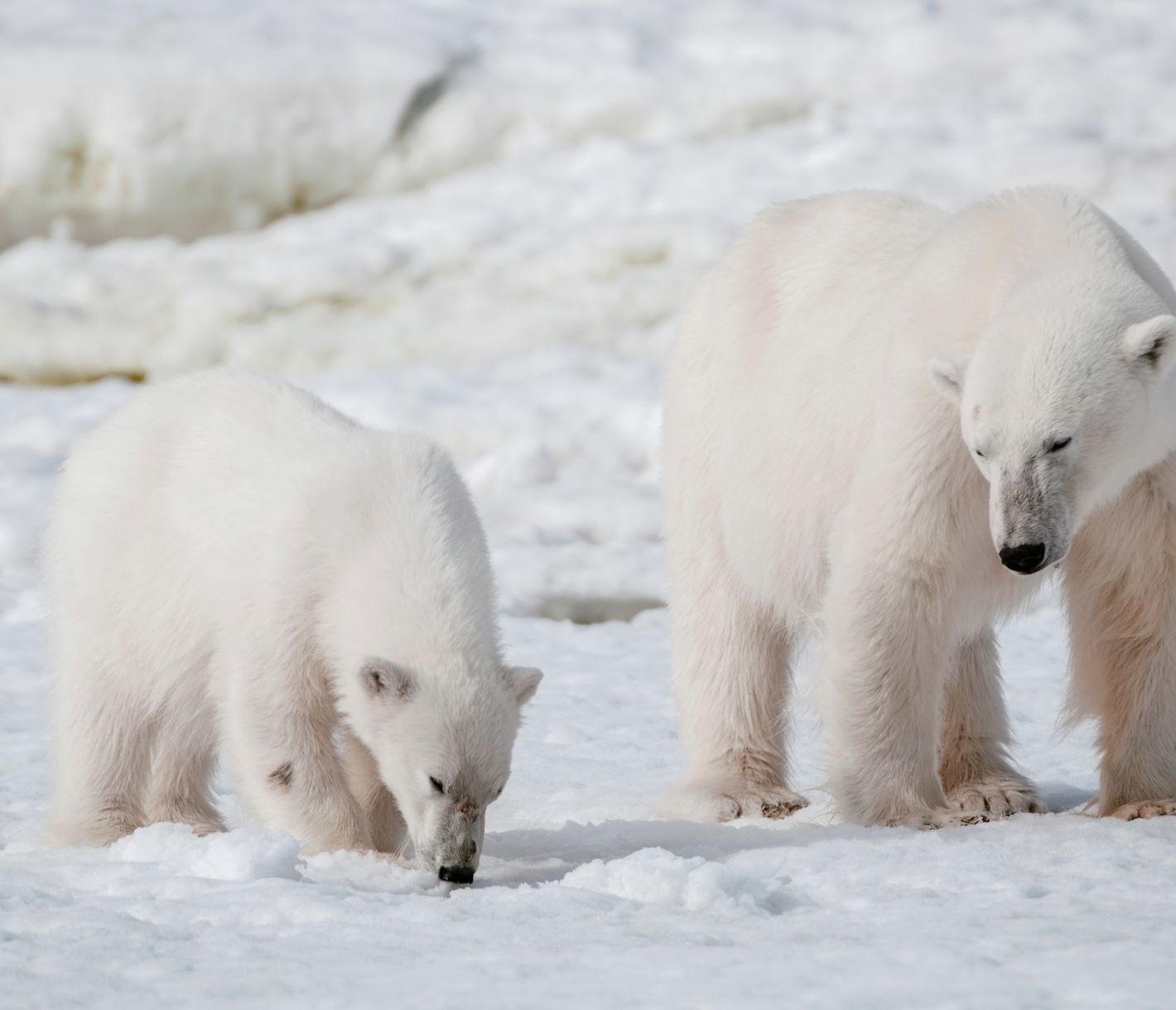Eisbär mit Jungtier
