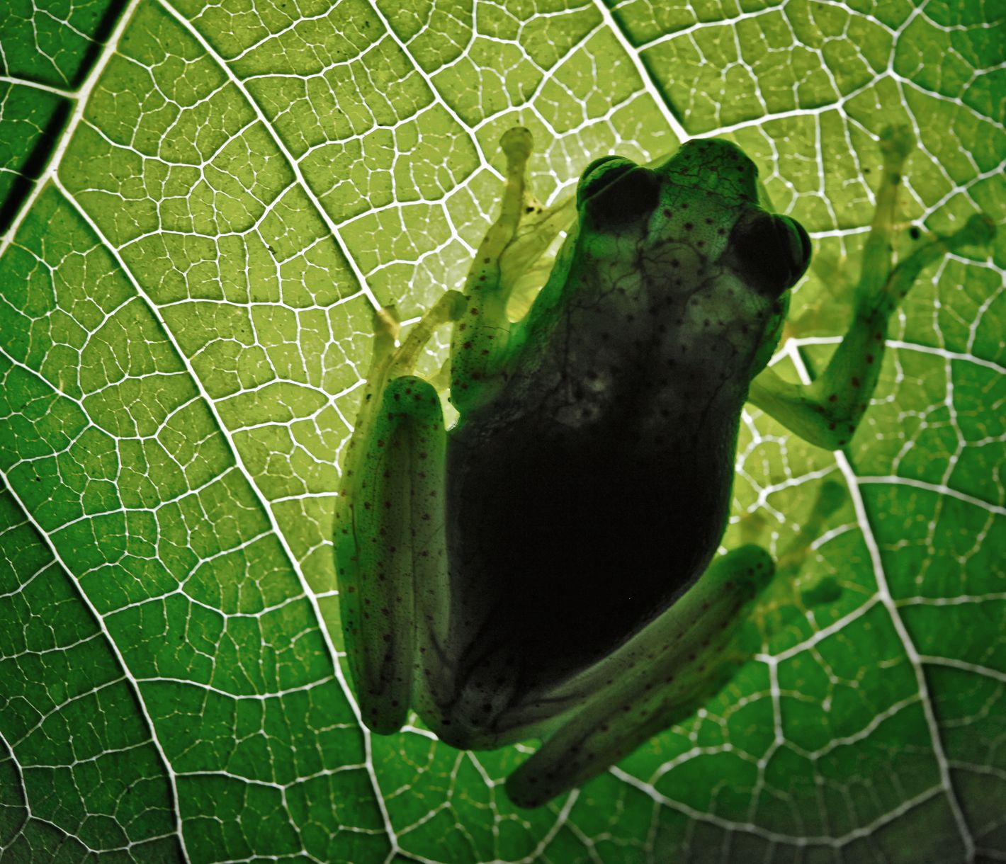 Ein Betsileo-Laubfrosch auf einem Blatt im Ranomafana-Nationalpark