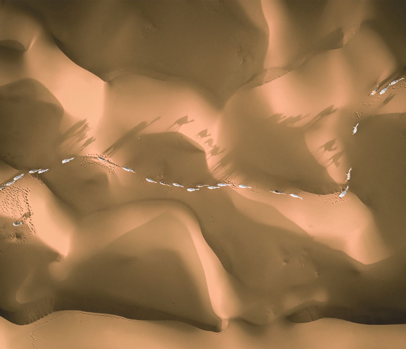 Eine Herde Kamele auf Wanderung in der Nähe von Riad