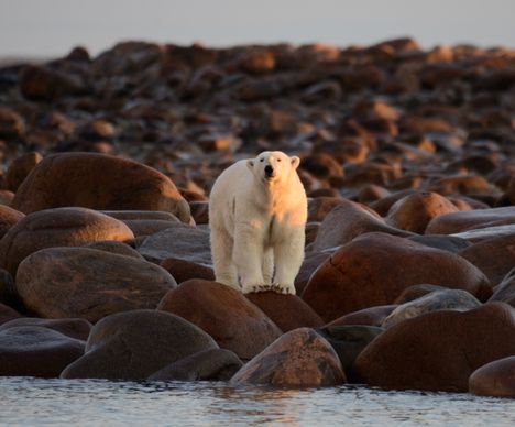 Eisbär im Sommer