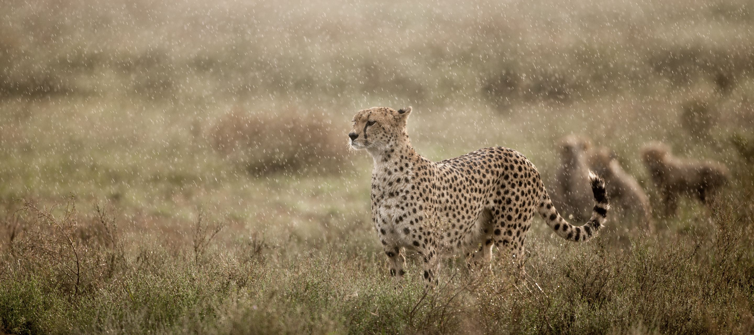 Eine Geparden-Mutter hält Ausschau im verregneten Ngorongoro-Krater