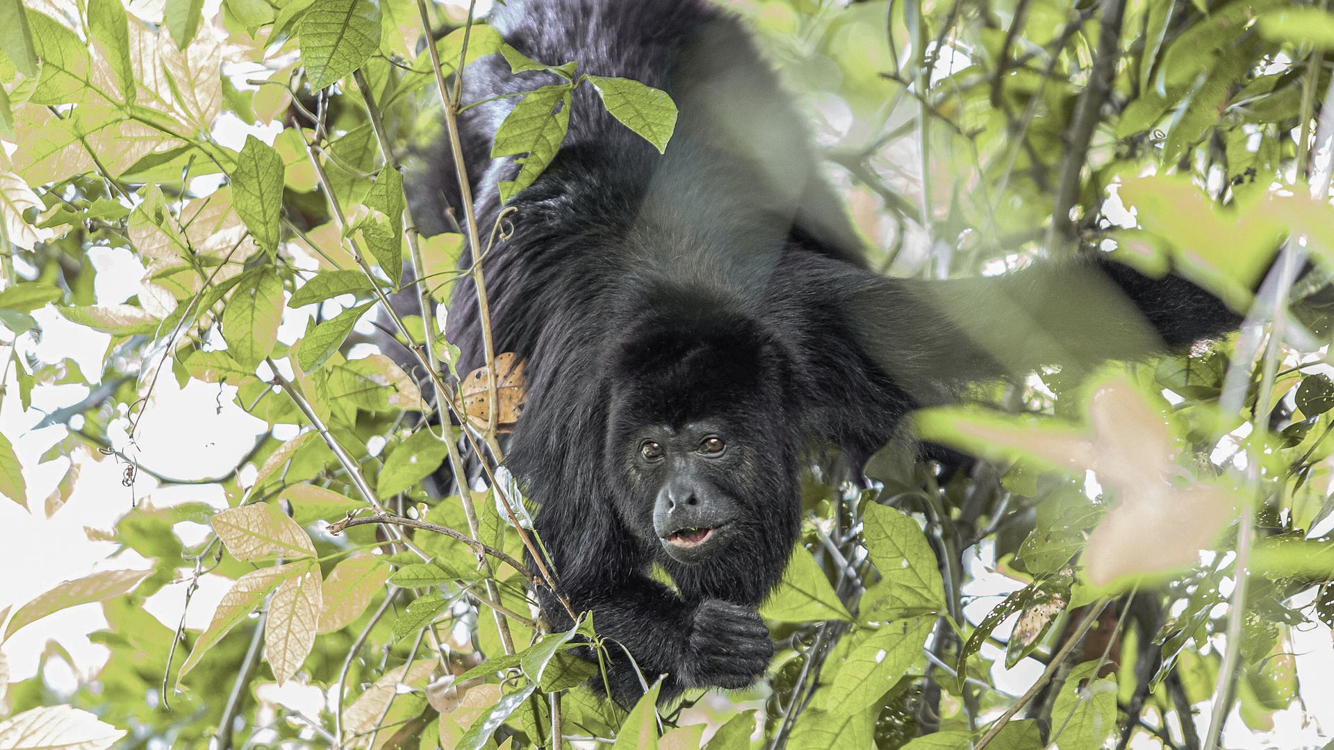 Offrez-vous un arrêt au Baboon Sanctuary et son projet de conservation des singes hurleurs