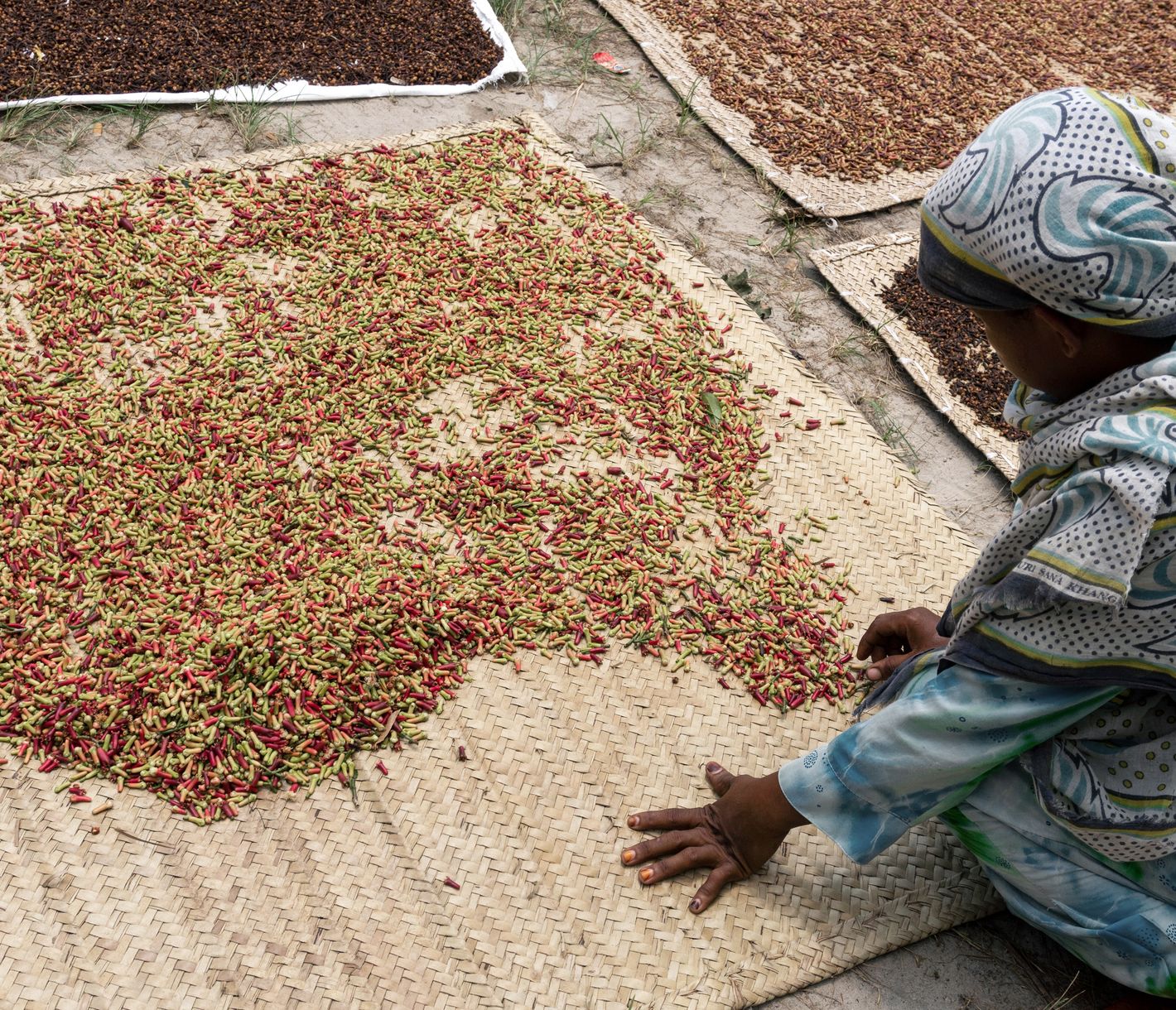 Gewürznelken – früher Hauptexport-Schlager Sansibars