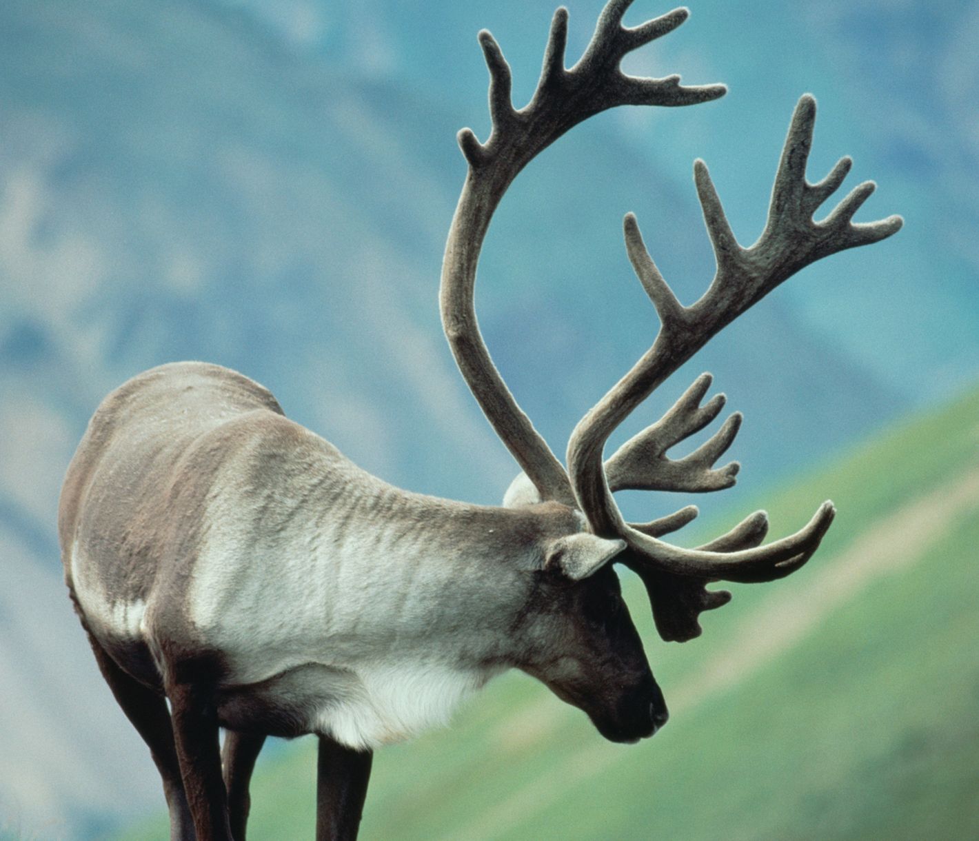 Caribou im Denali National Park