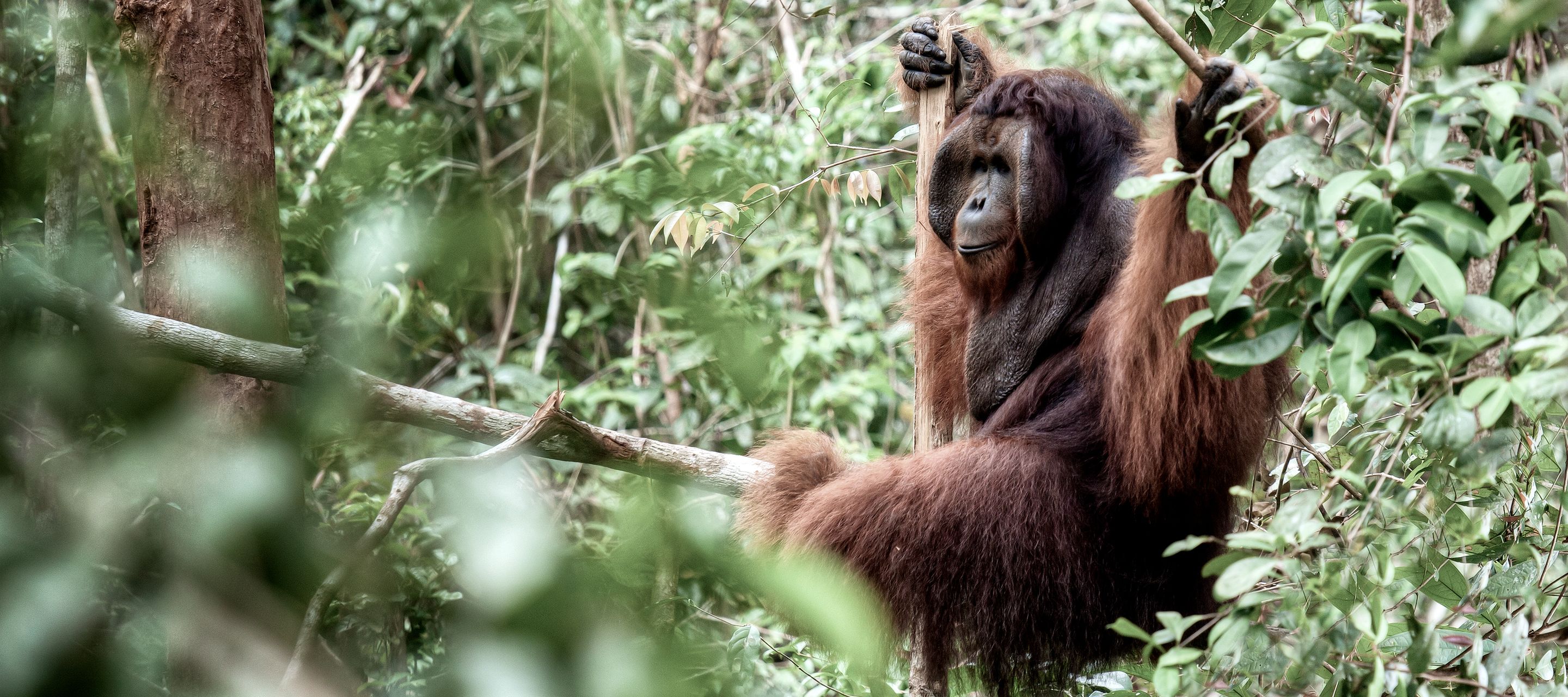 Die Orang-Utans von Borneo
