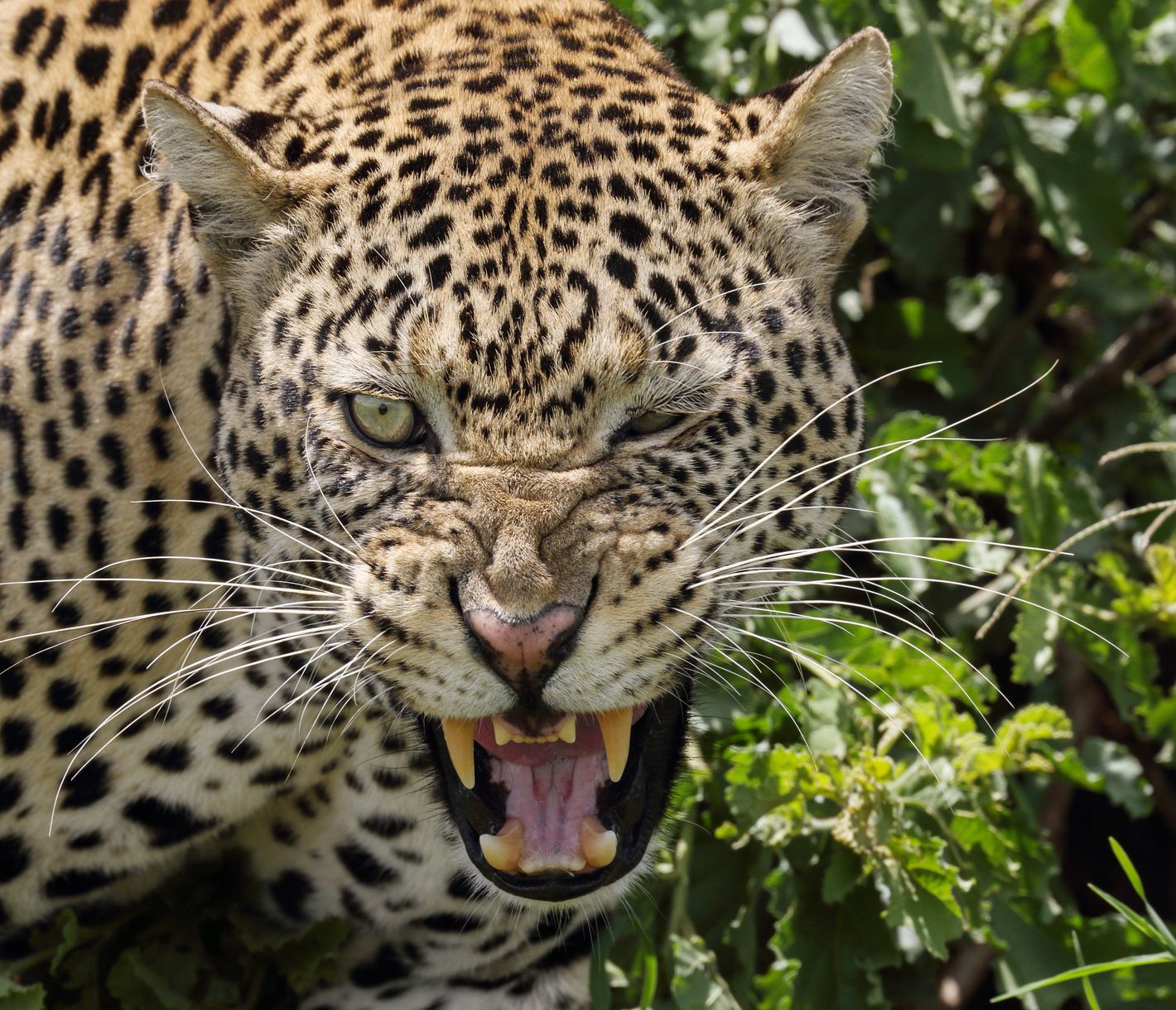 Ein Leopard zeigt seine Reisszähne im Tarangire-Nationalpark.