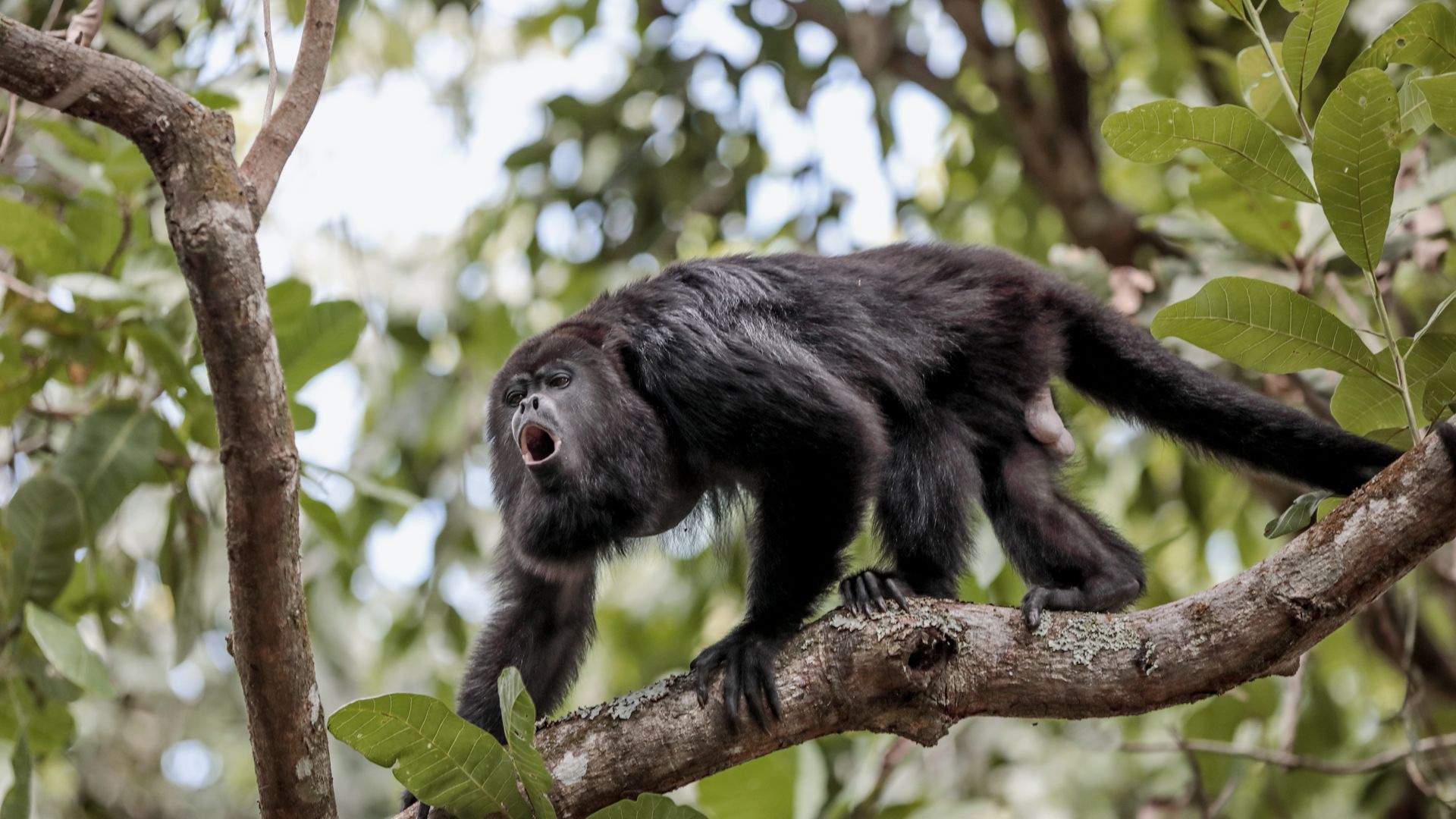 Tierische Begleiter sind überall im Inland anzutreffen.