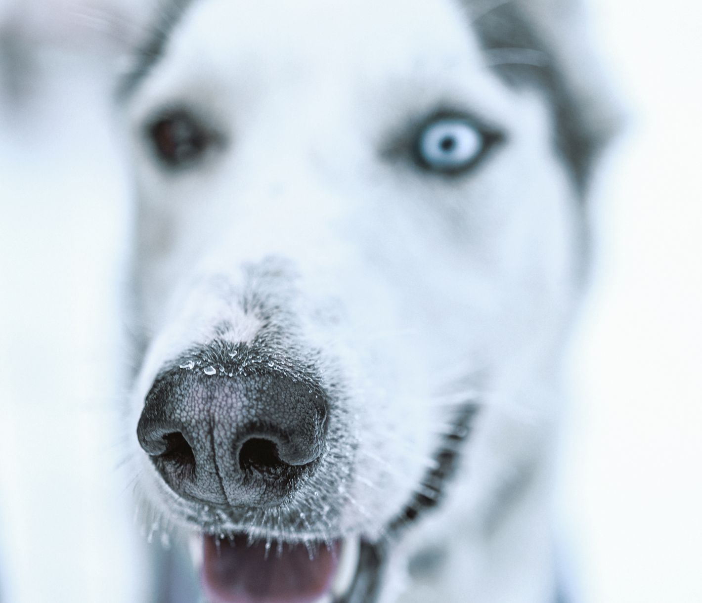  Les huskies tirent avec enthousiasme les traîneaux à travers le paysage hivernal enneigé