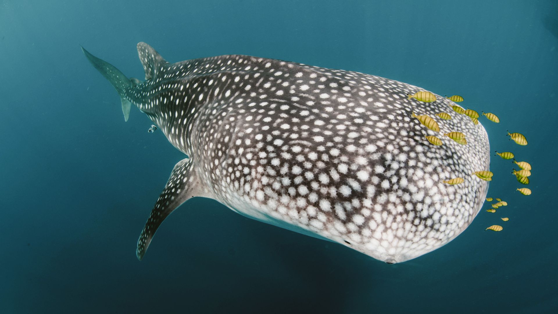 Walhai-Sichtungen sind in Nosy Be keine Seltenheit.