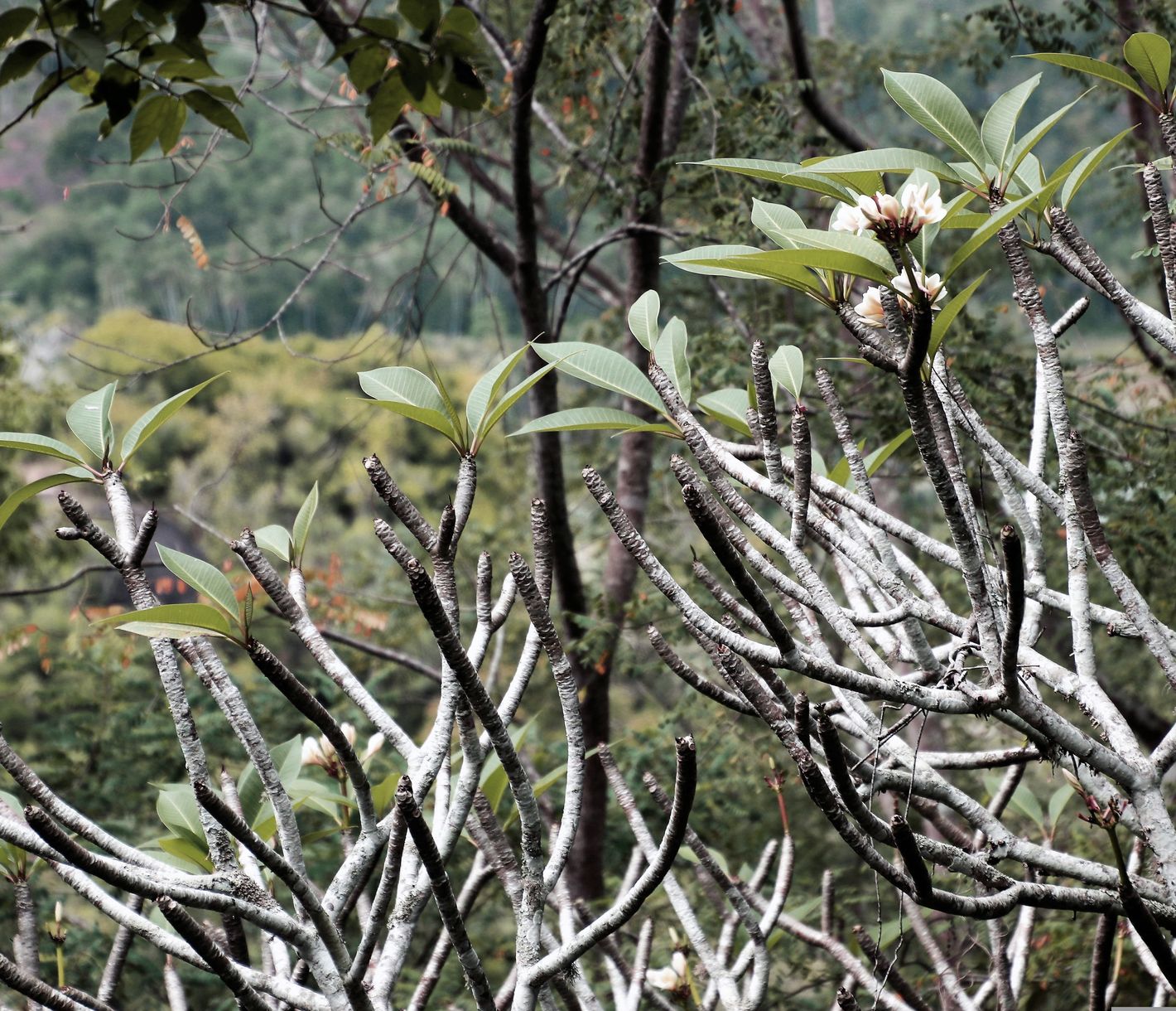 Sinharaja Forest Reserve