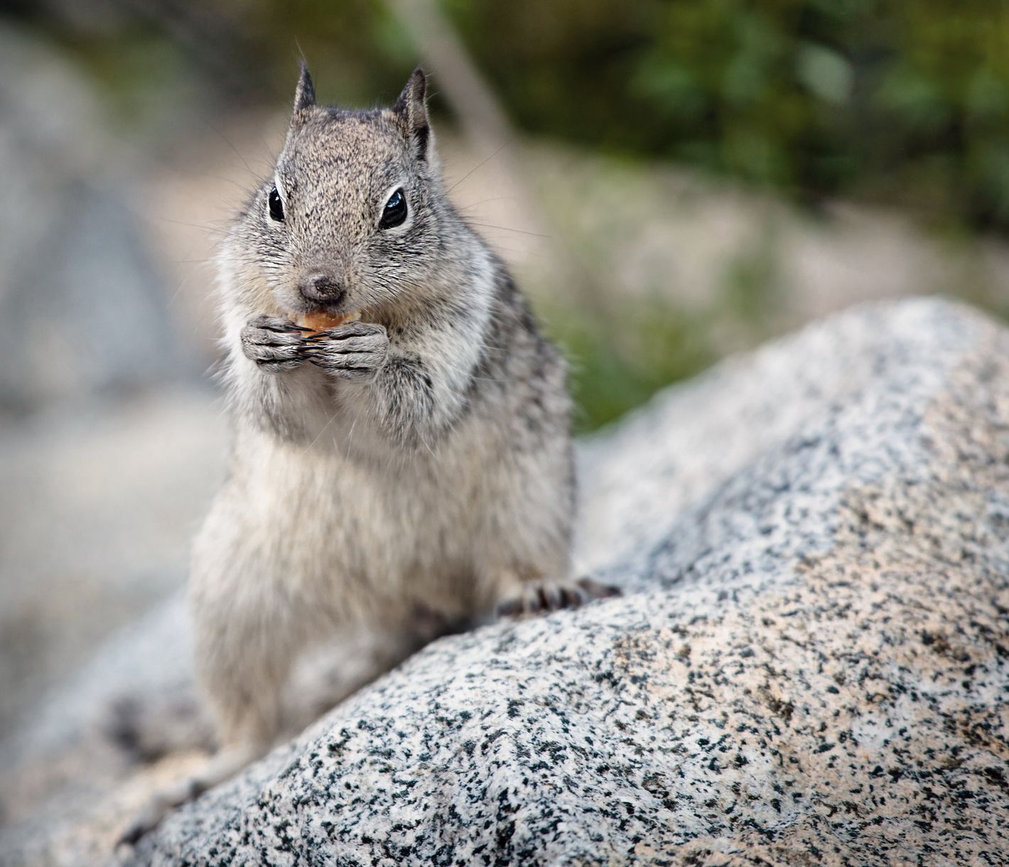 Im Yosemite National Park gibt es vier verschiedene Eichhörnchen-Arten.