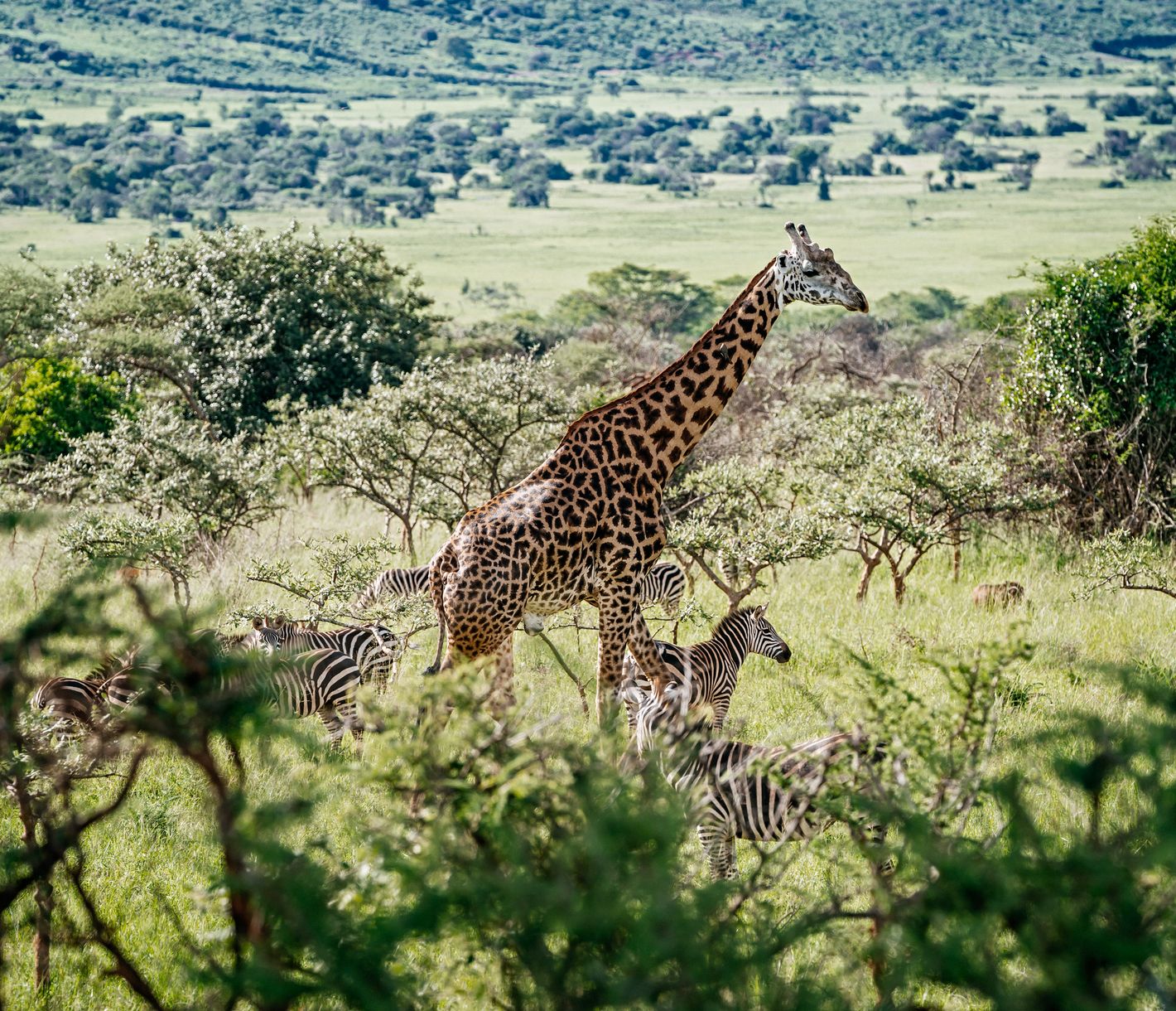 Giraffe und Zebras im Akagera-Nationalpark