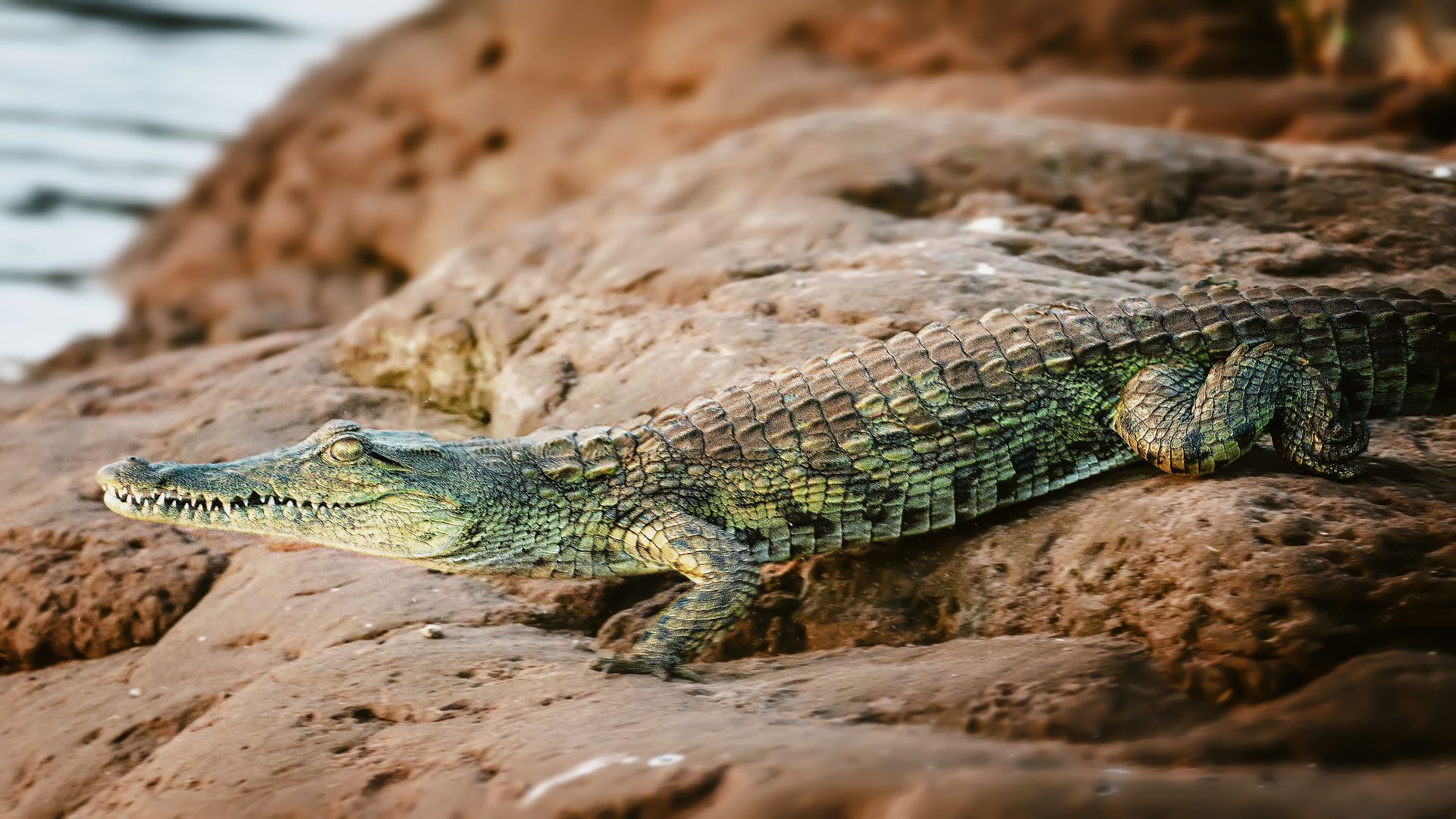 Un habitant du lac Kariba profite de la chaleur de la fin de journée