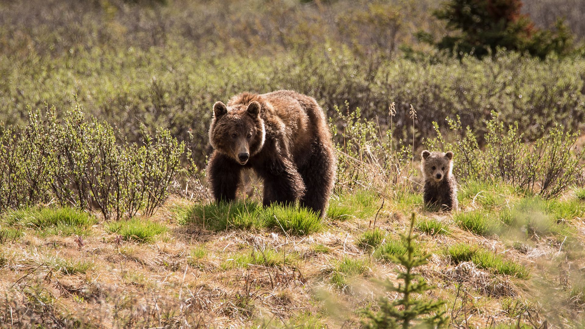 A la rencontre des ours dans le Parc National de Jasper...
