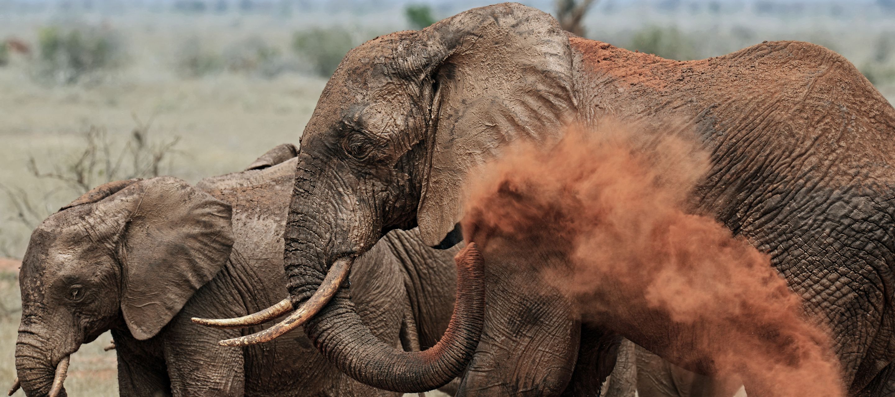 Elefanten beim Staubbad im Tsavo-Ost-Nationalpark