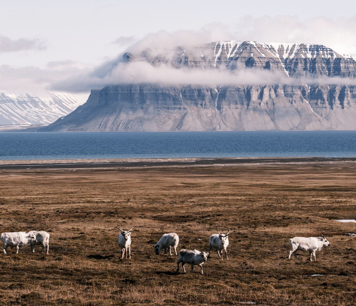 Überlebenskünstler der Arktis – die Rentiere