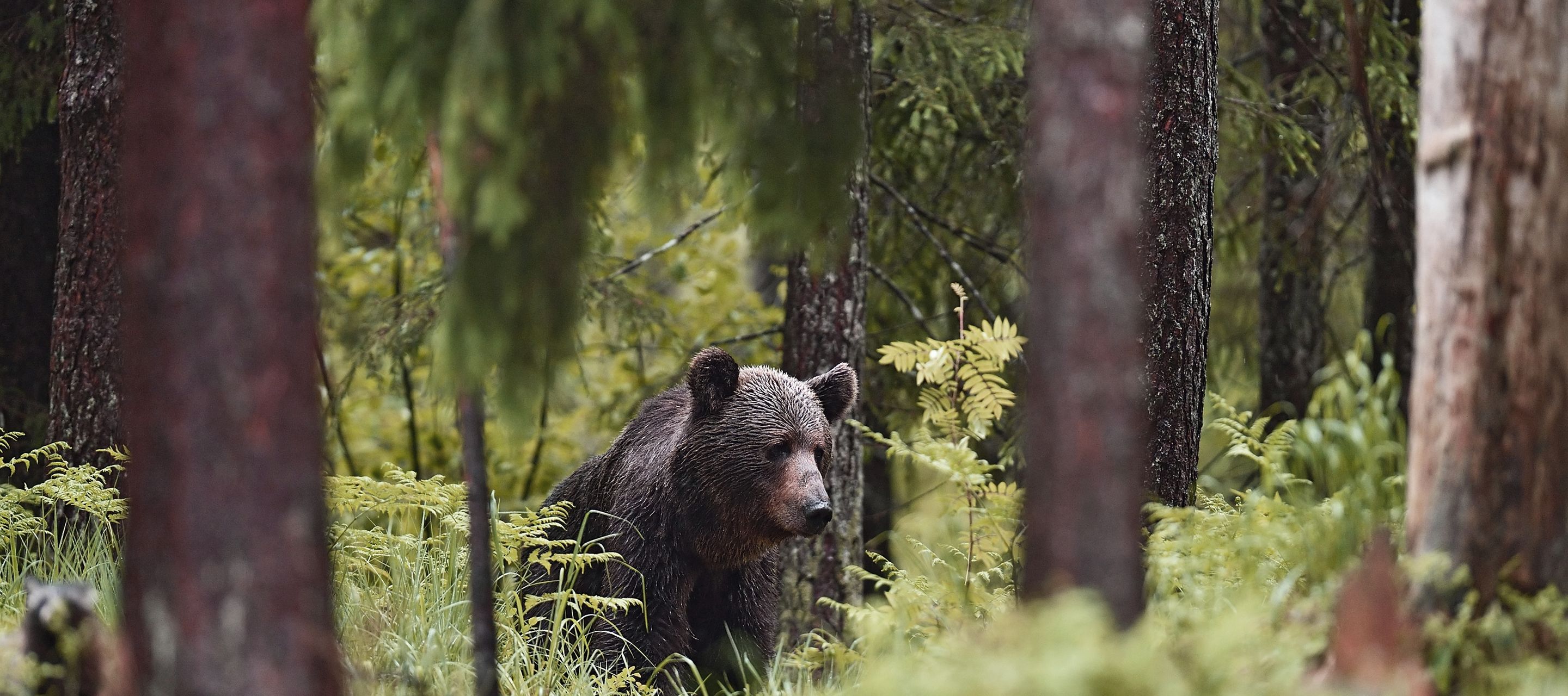 Etwa 900 Bären streifen durch die Wälder von Estland.