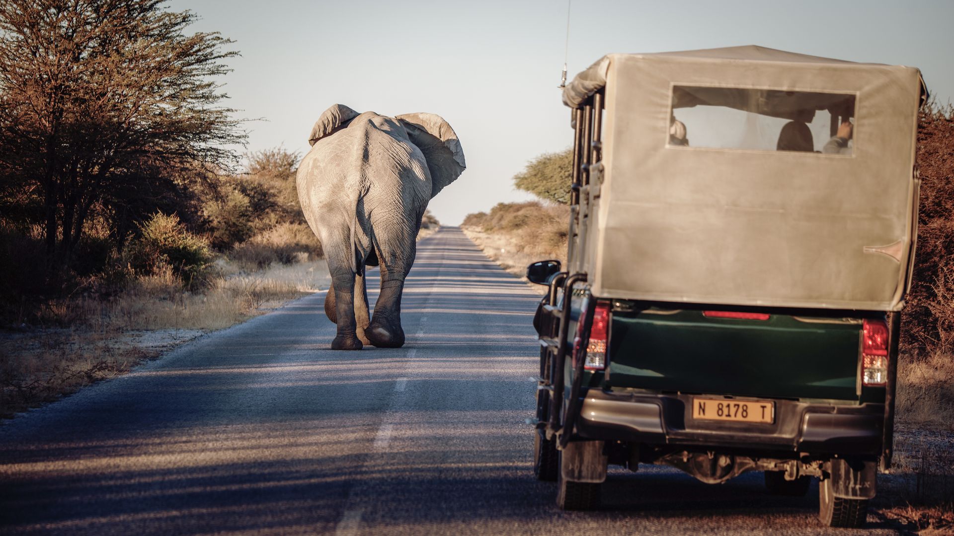 Auf Safari im Etosha-Nationalpark