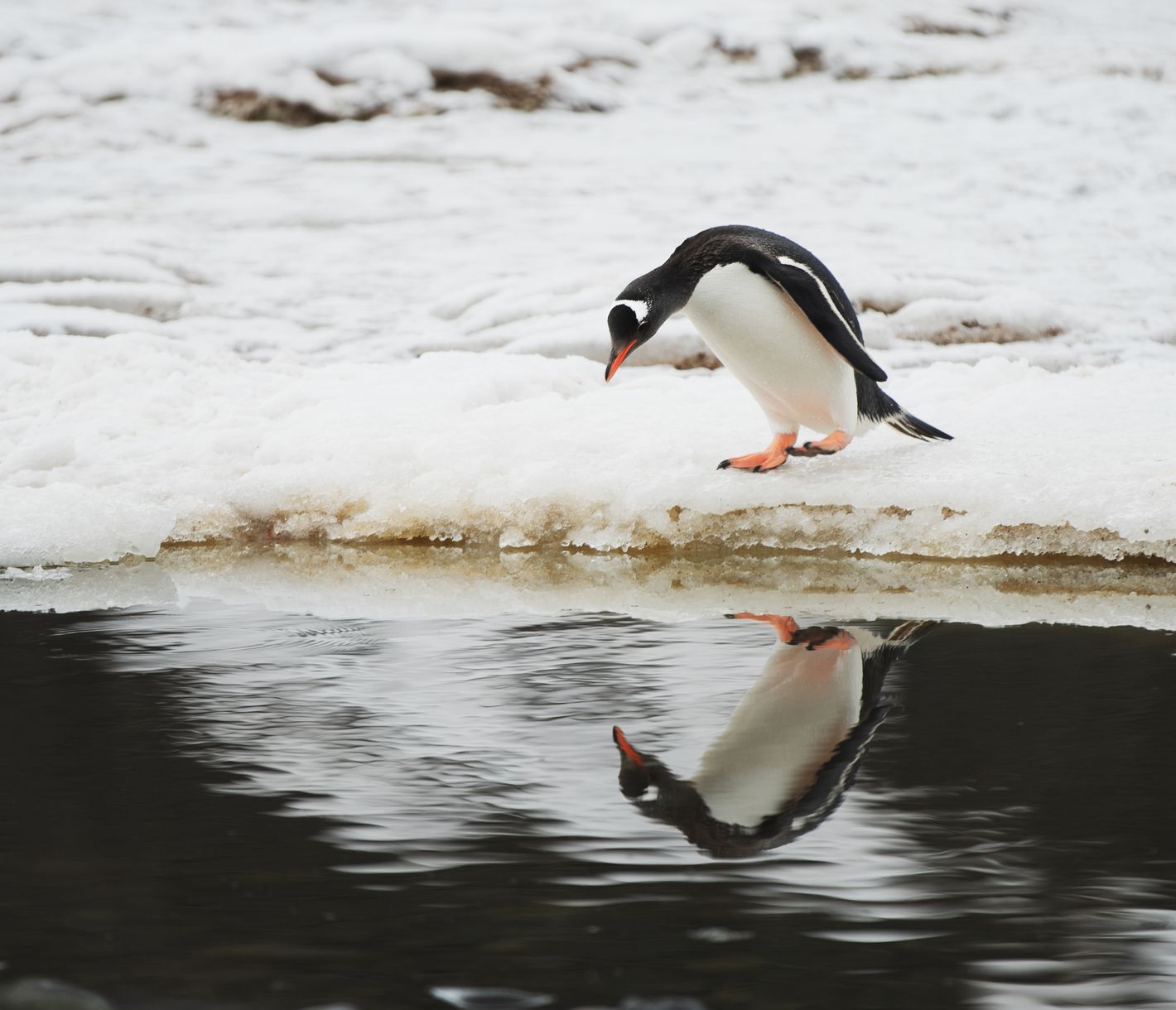 Soll ich springen oder nicht?
