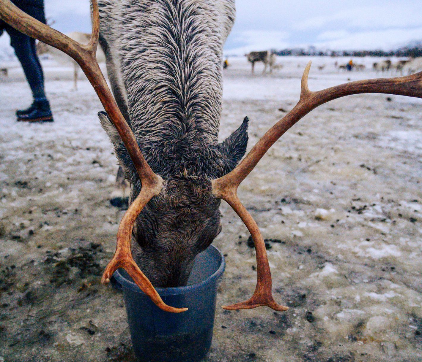 Besuch einer Rentierfarm
