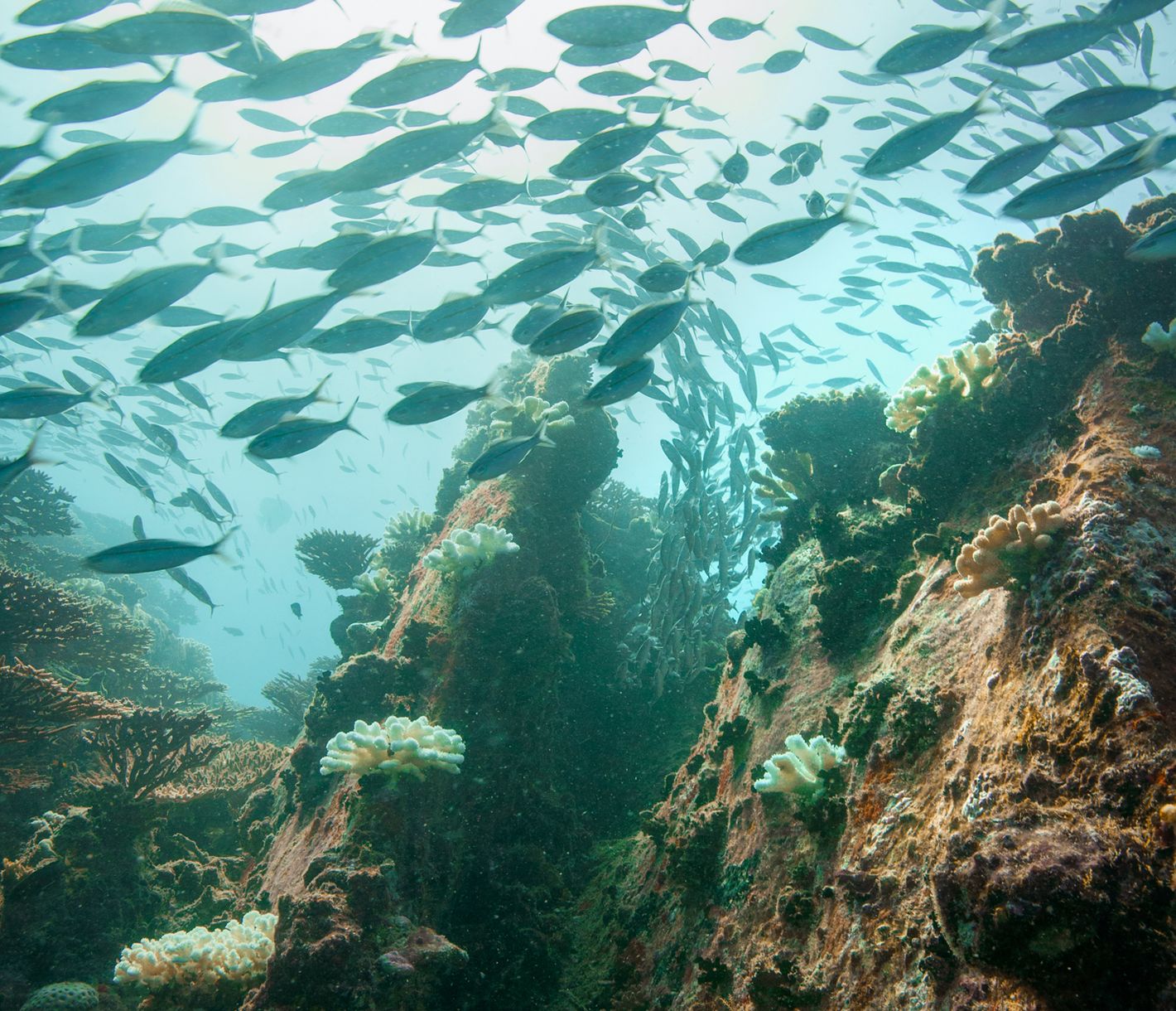 Ein Schwarm Zweistreifen-Füsiliere vor der Küste von Mahé