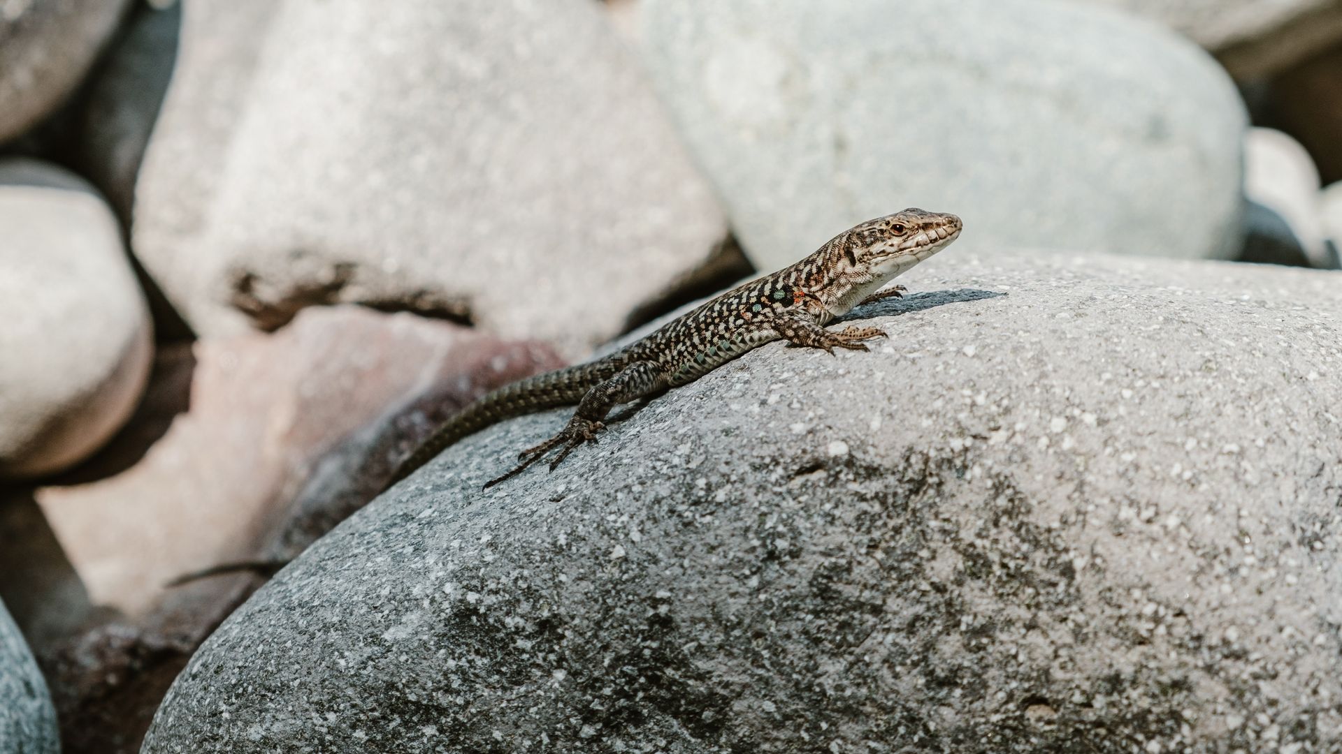 Eidechse auf einem Stein – Stromboli