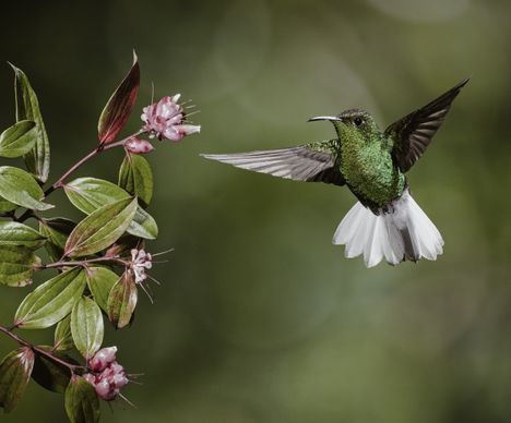 Kolibris – Faszinierende kleine Wesen