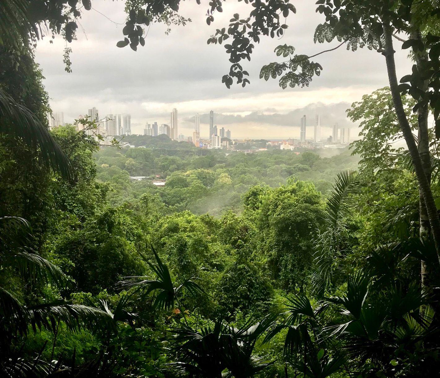 City & Jungle – so nah und doch wie eine ferne Welt