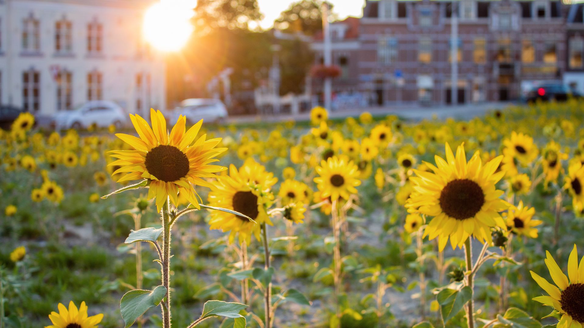 Champ de tournesols à Delft, province de Hollande-Méridionale