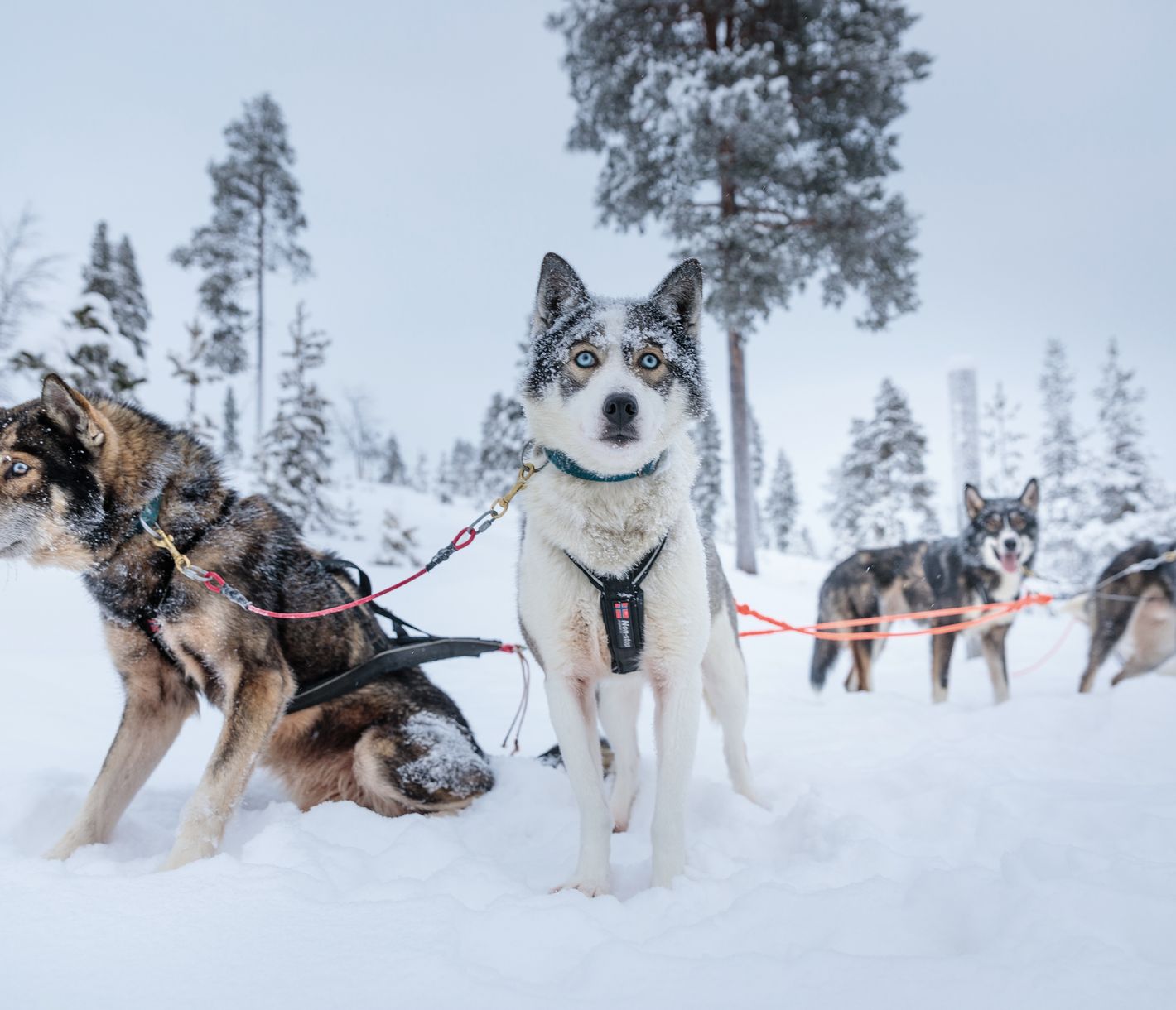 Eine bellende und jaulende Begrüssung